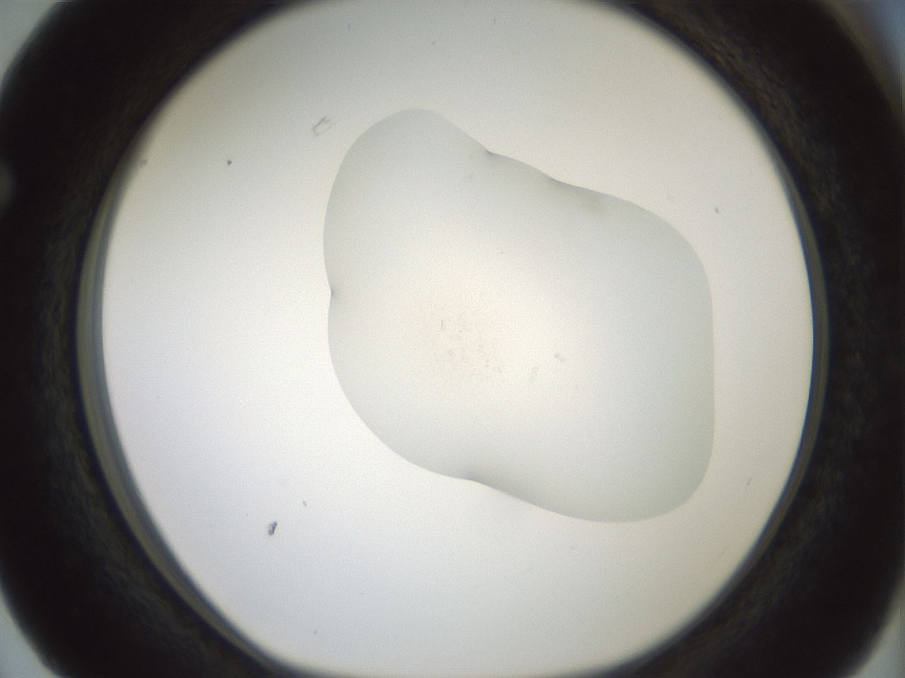 folderID379_plateID1379_batchID4968_wellNum63_profileID1_d1_r84174_ef.jpg