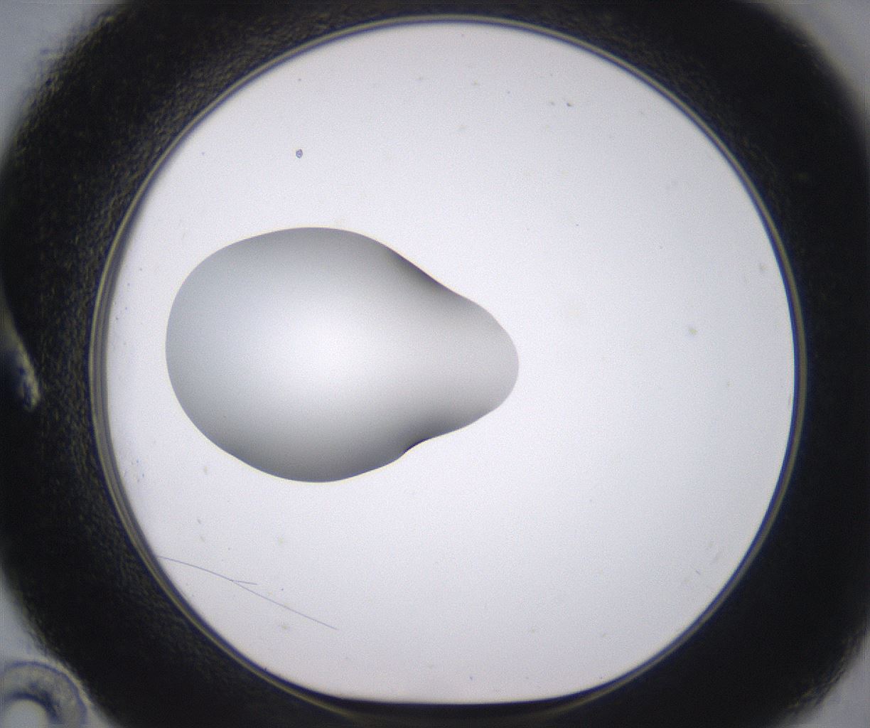 folderID379_plateID2379_batchID11224_wellNum10_profileID1_d1_r175372_ef.jpg
