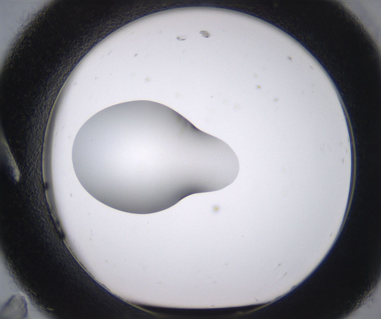 folderID379_plateID2379_batchID11224_wellNum11_profileID1_d1_r175373_ef.jpg