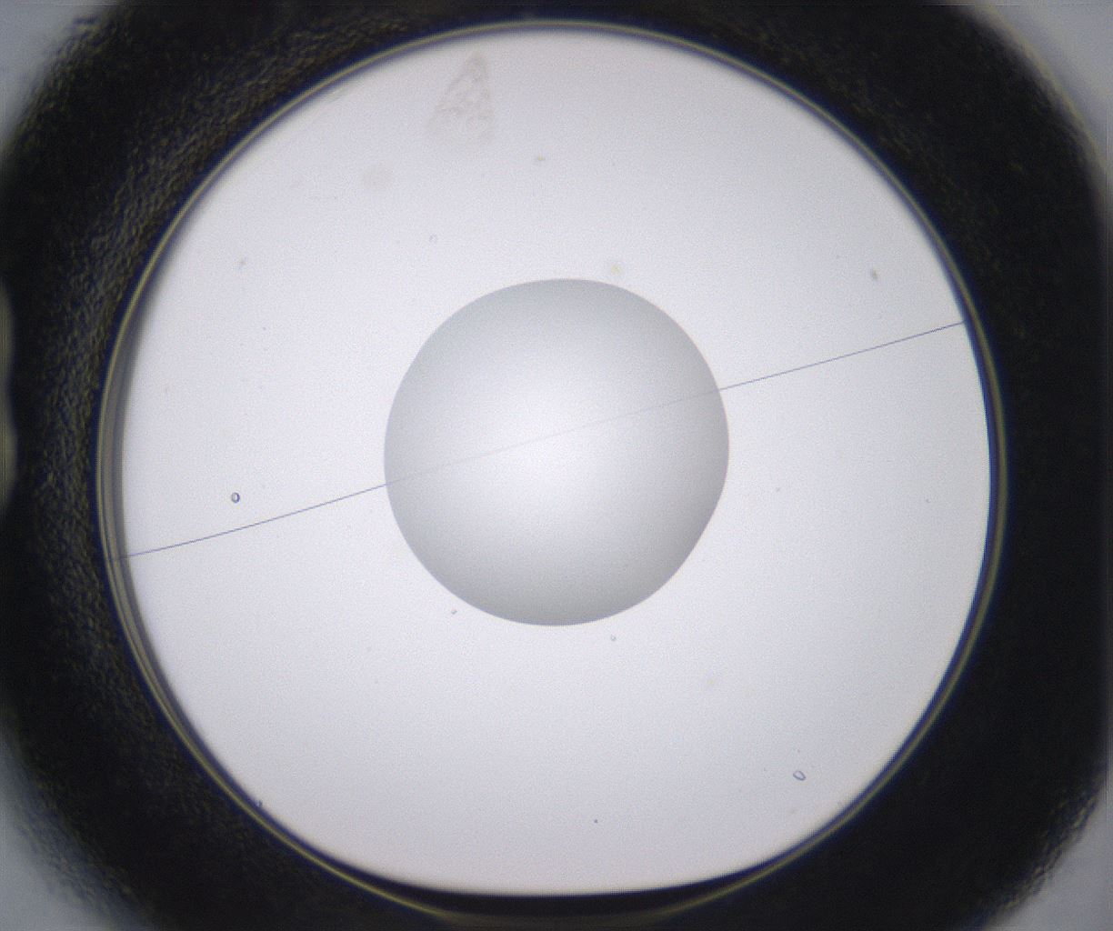 folderID379_plateID2379_batchID11224_wellNum13_profileID1_d1_r175375_ef.jpg