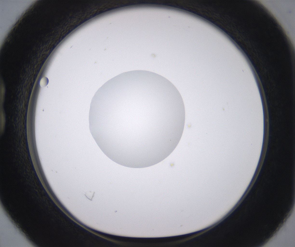 folderID379_plateID2379_batchID11224_wellNum16_profileID1_d1_r175378_ef.jpg
