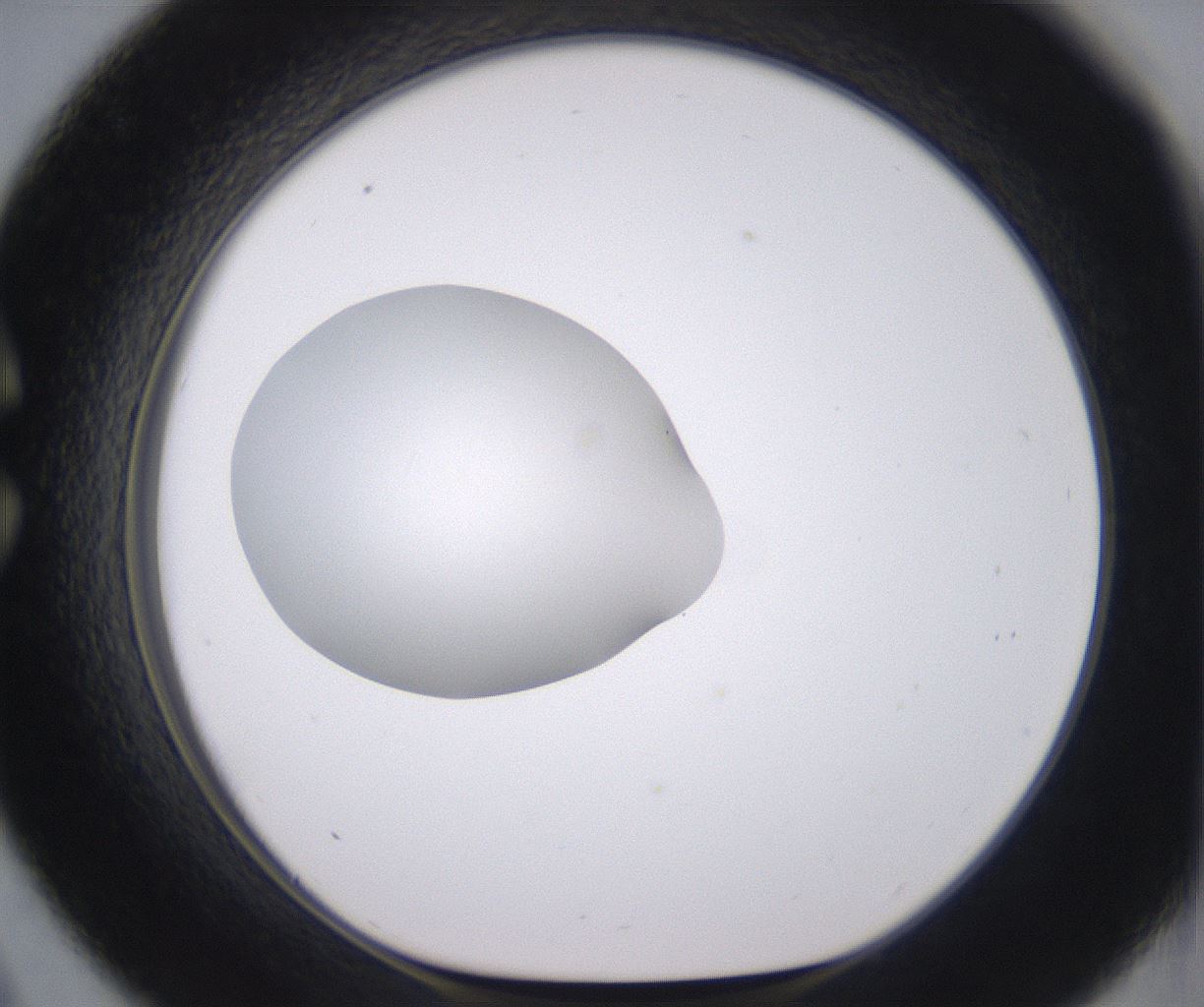 folderID379_plateID2379_batchID11224_wellNum33_profileID1_d1_r175395_ef.jpg