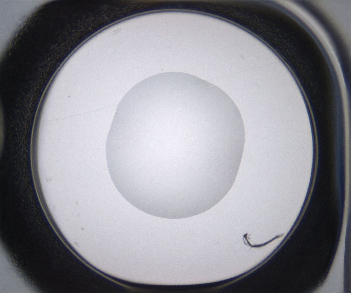 folderID379_plateID2379_batchID11224_wellNum37_profileID1_d1_r175399_ef.jpg
