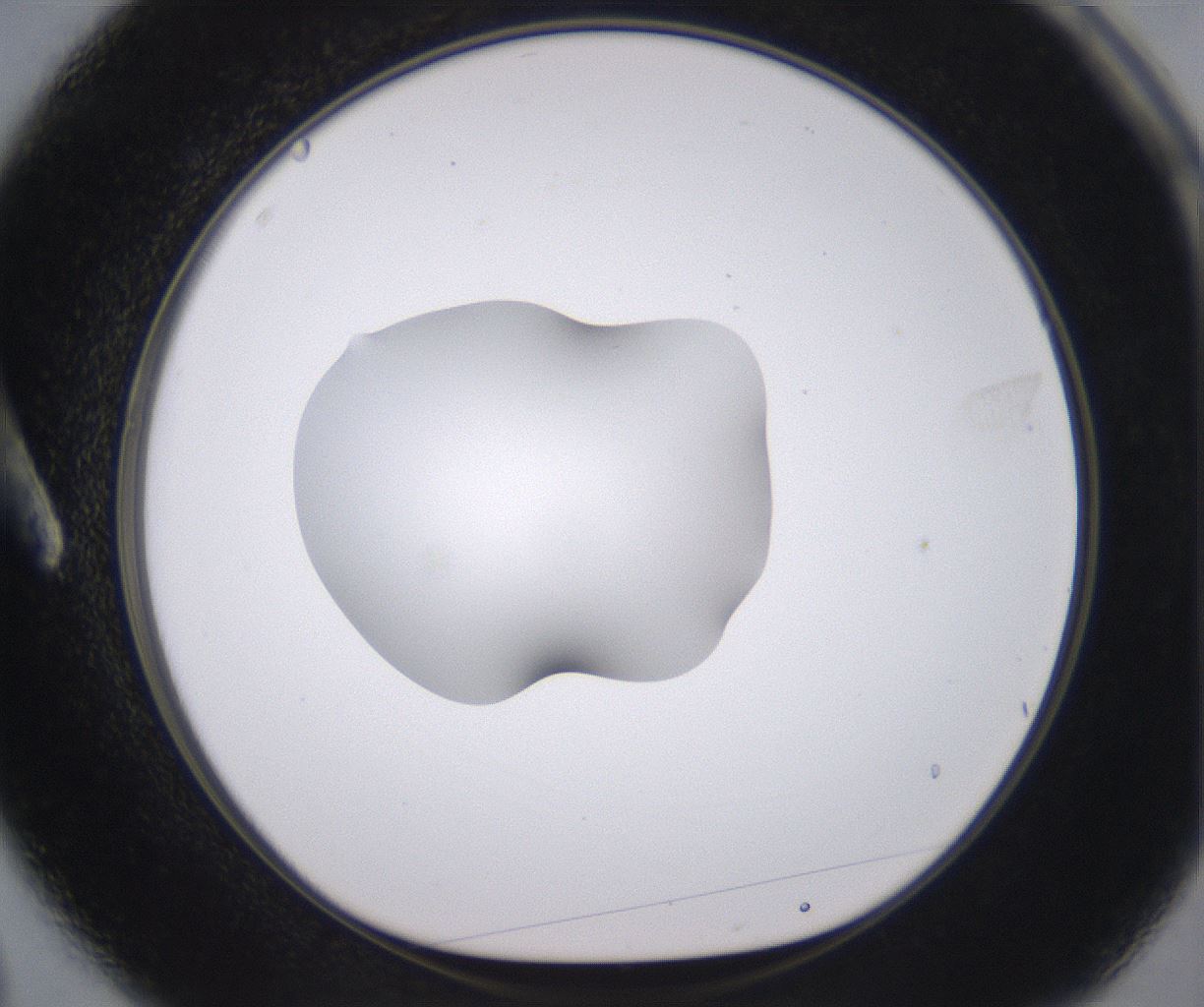 folderID379_plateID2379_batchID11224_wellNum3_profileID1_d1_r175365_ef.jpg