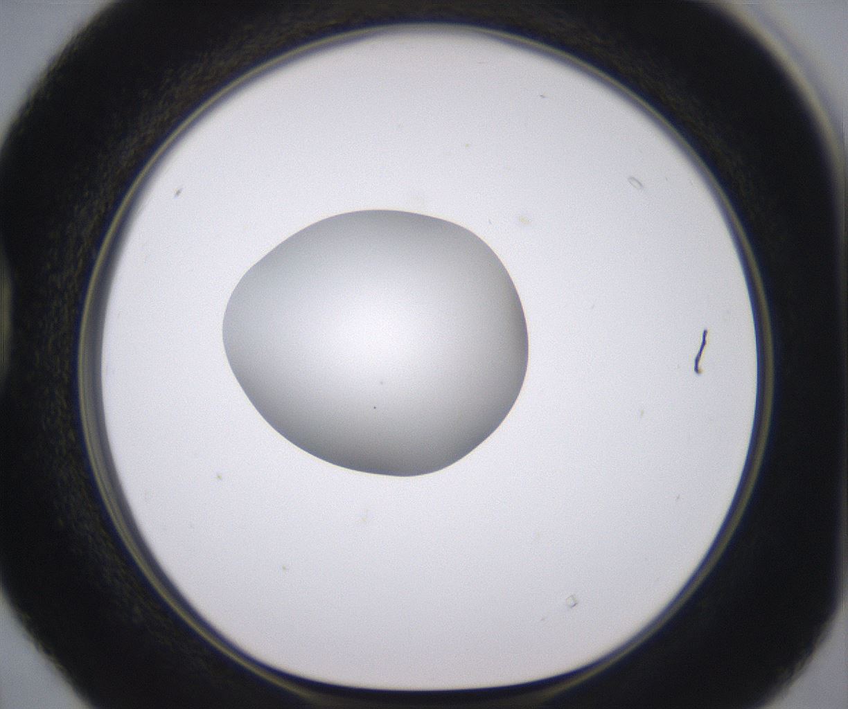 folderID379_plateID2379_batchID11224_wellNum40_profileID1_d1_r175402_ef.jpg