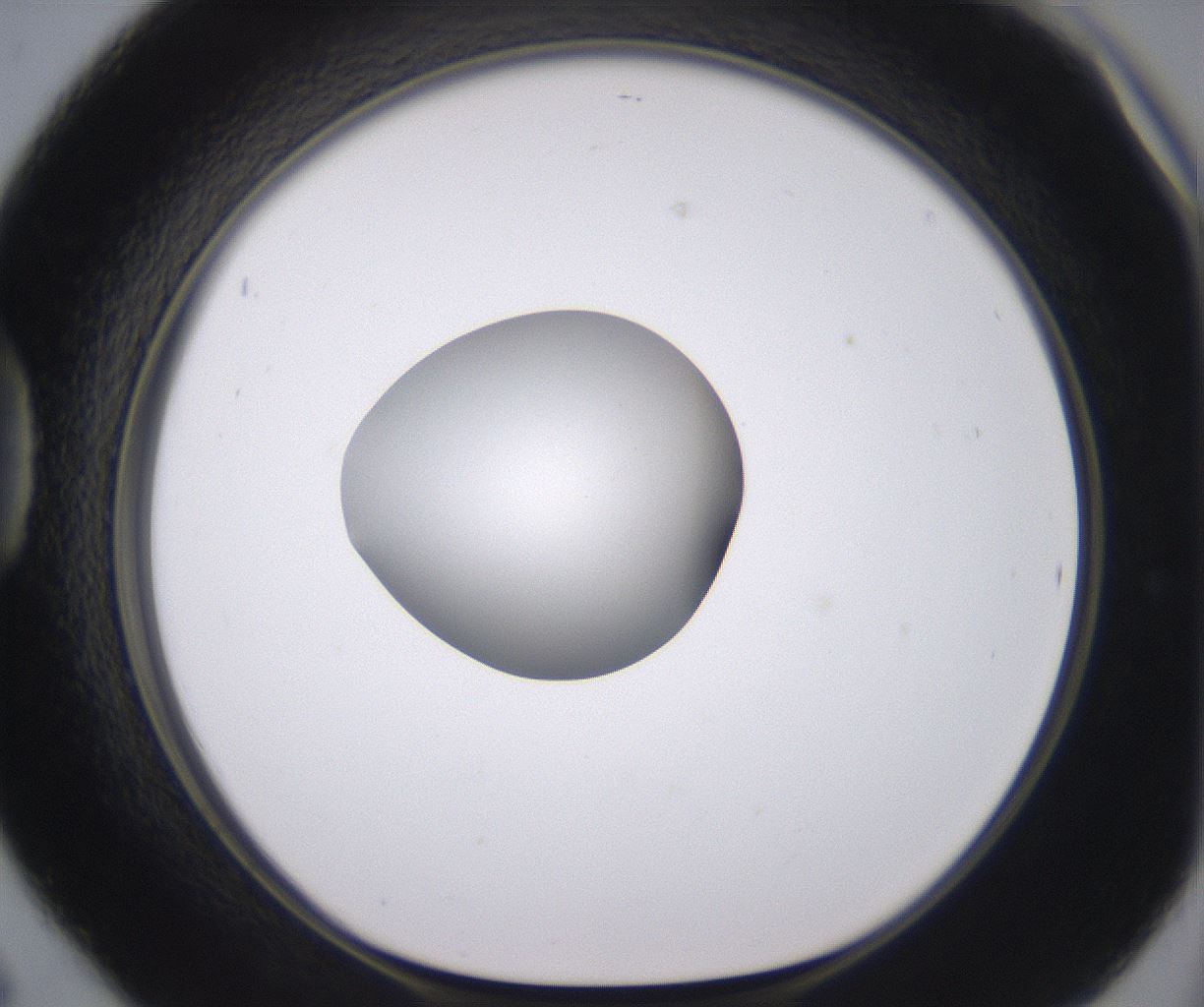 folderID379_plateID2379_batchID11224_wellNum42_profileID1_d1_r175404_ef.jpg