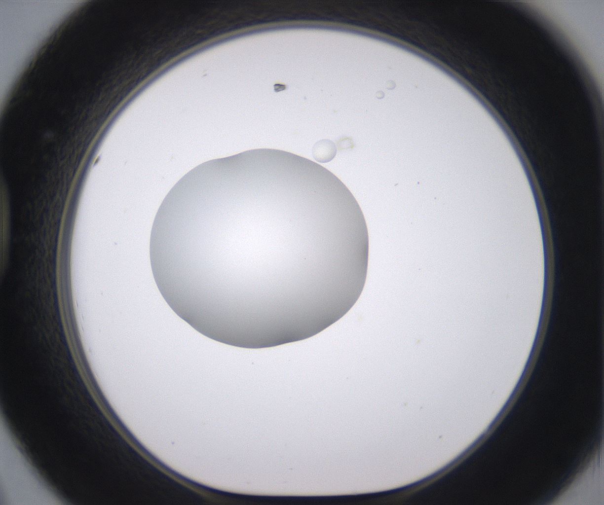 folderID379_plateID2379_batchID11224_wellNum44_profileID1_d1_r175406_ef.jpg