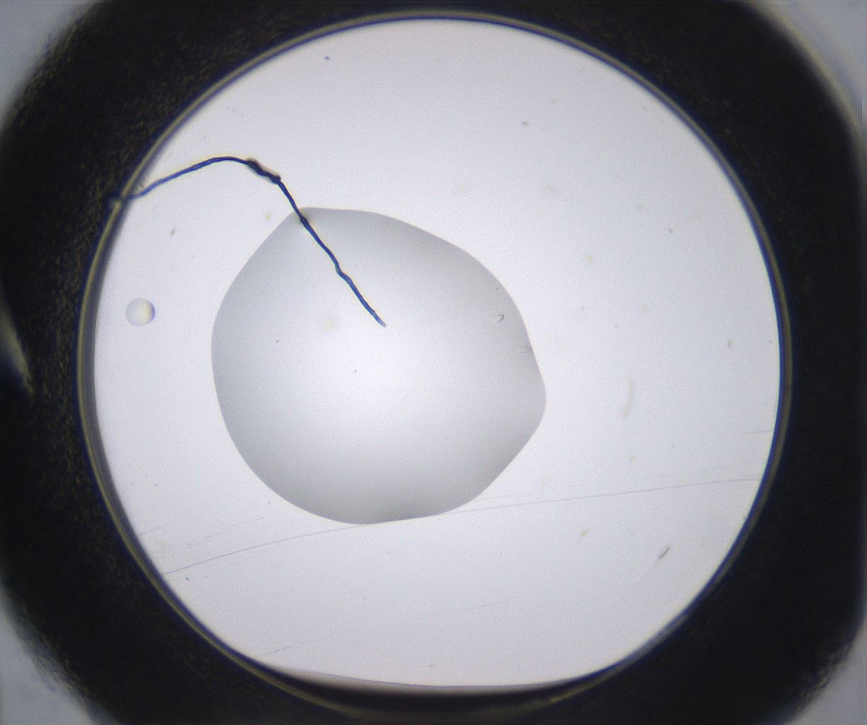 folderID379_plateID2379_batchID11224_wellNum4_profileID1_d1_r175366_ef.jpg