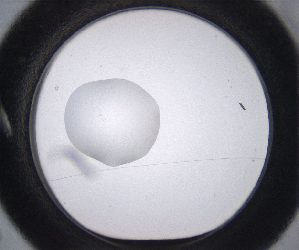 folderID379_plateID2379_batchID11224_wellNum5_profileID1_d1_r175367_ef.jpg
