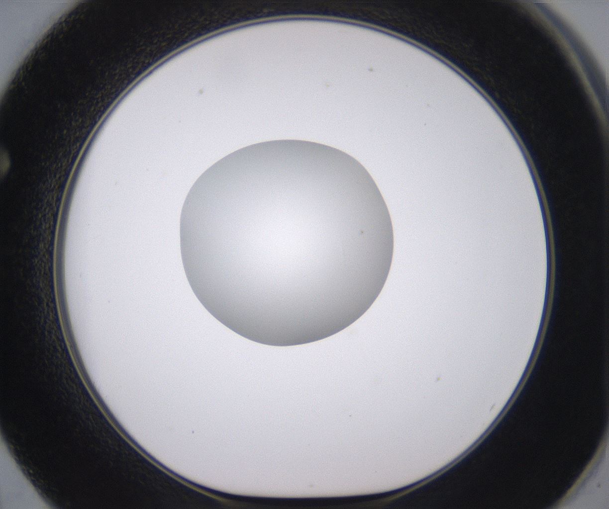 folderID379_plateID2379_batchID11224_wellNum62_profileID1_d1_r175424_ef.jpg