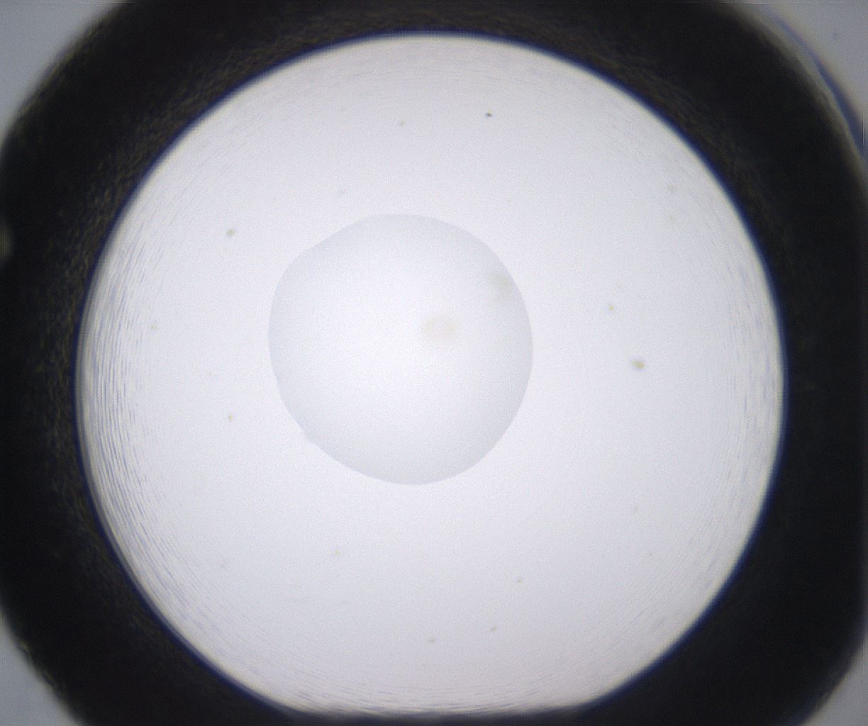 folderID379_plateID2379_batchID11224_wellNum65_profileID1_d1_r175427_ef.jpg