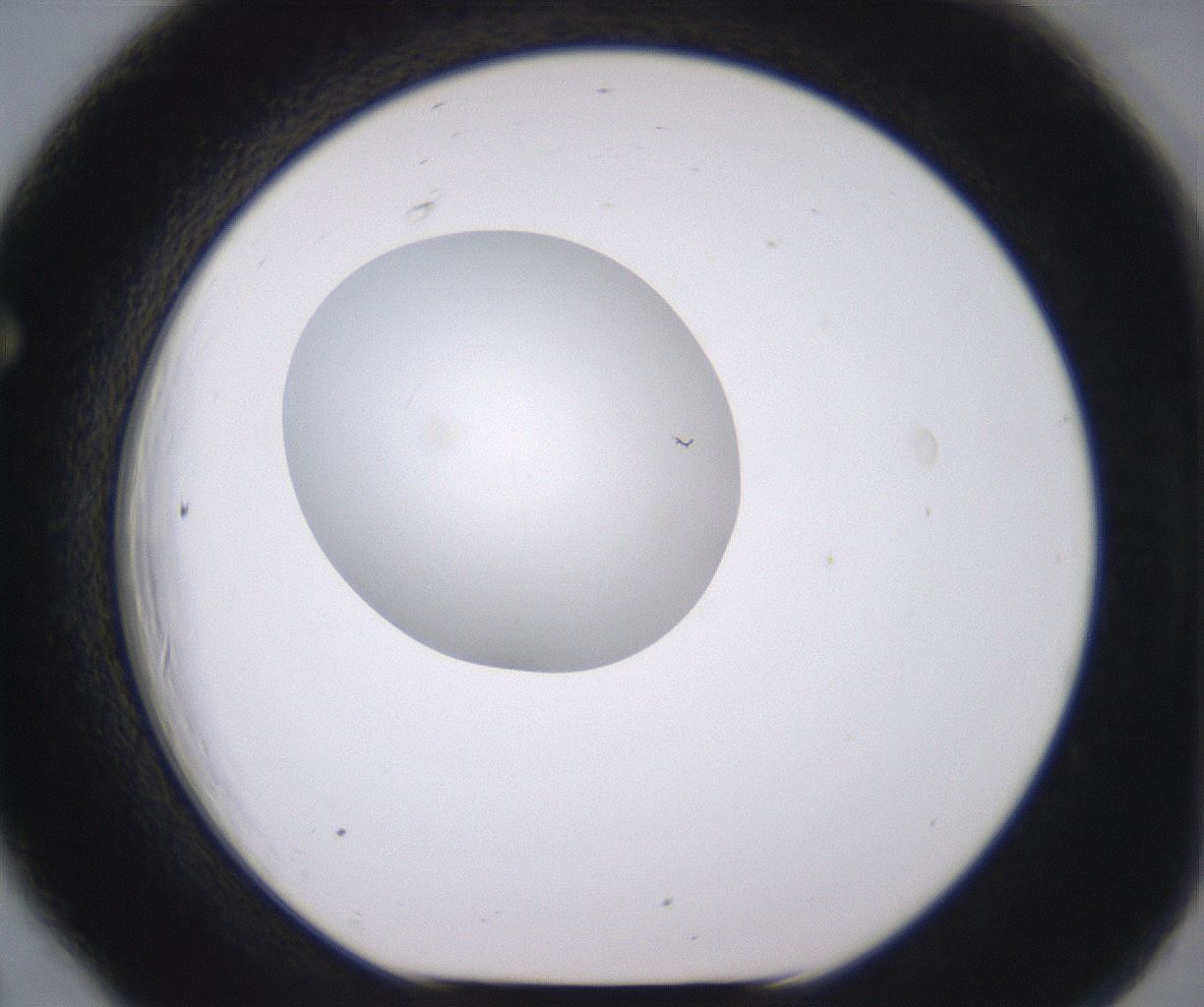 folderID379_plateID2379_batchID11224_wellNum66_profileID1_d1_r175428_ef.jpg