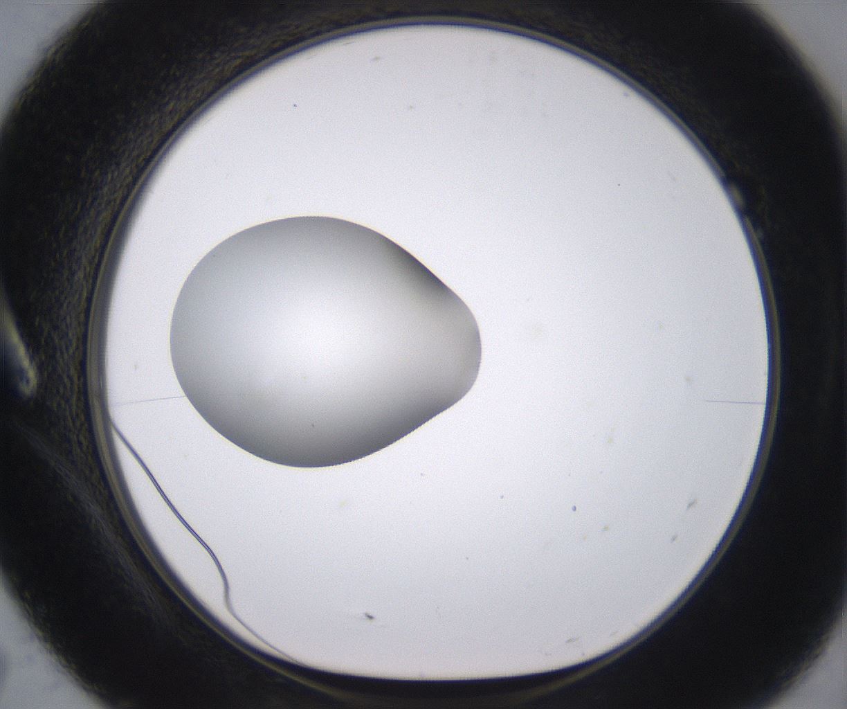 folderID379_plateID2379_batchID11224_wellNum7_profileID1_d1_r175369_ef.jpg