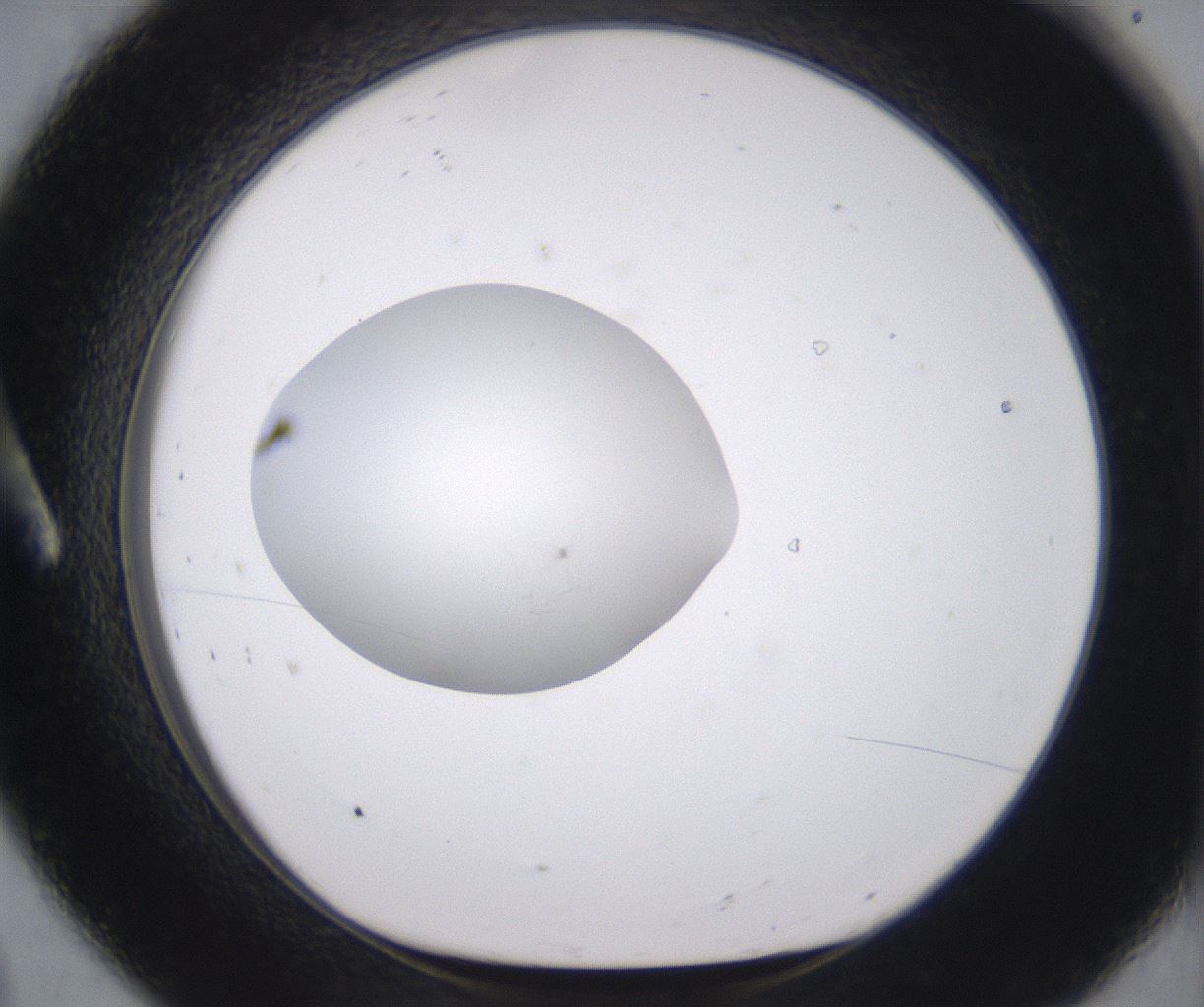 folderID379_plateID2379_batchID11224_wellNum8_profileID1_d1_r175370_ef.jpg