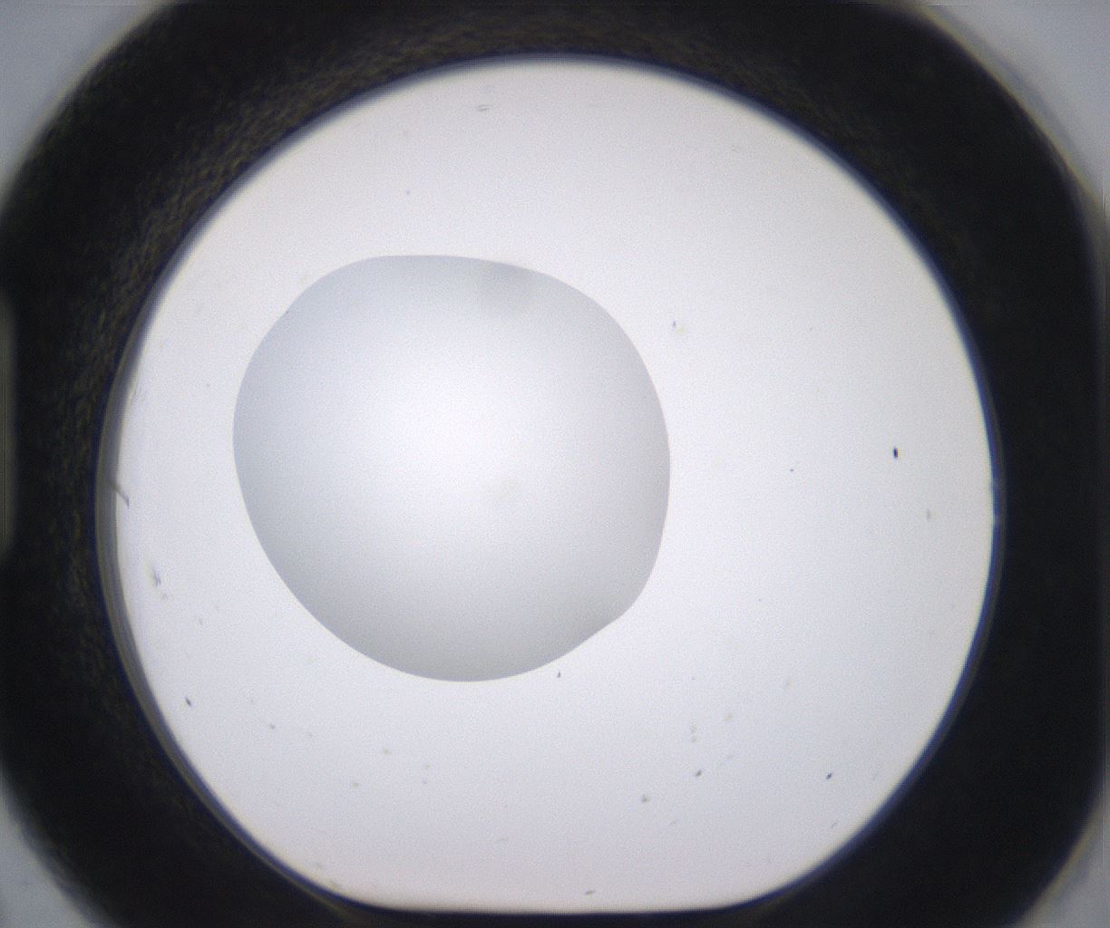 folderID379_plateID2379_batchID11224_wellNum91_profileID1_d1_r175453_ef.jpg