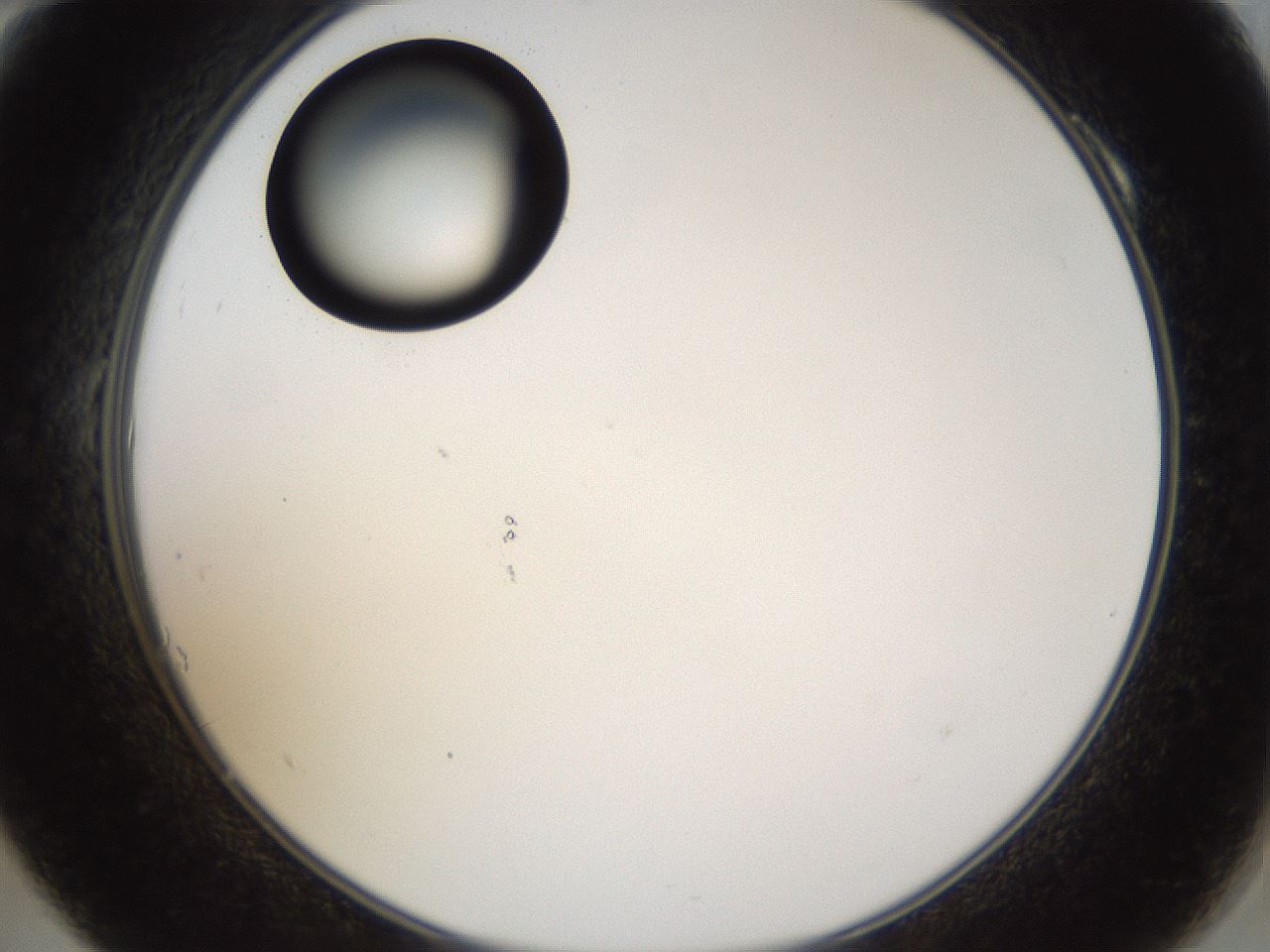 folderID37_plateID1037_batchID2104_wellNum10_profileID1_d2_r45979_ef.jpg