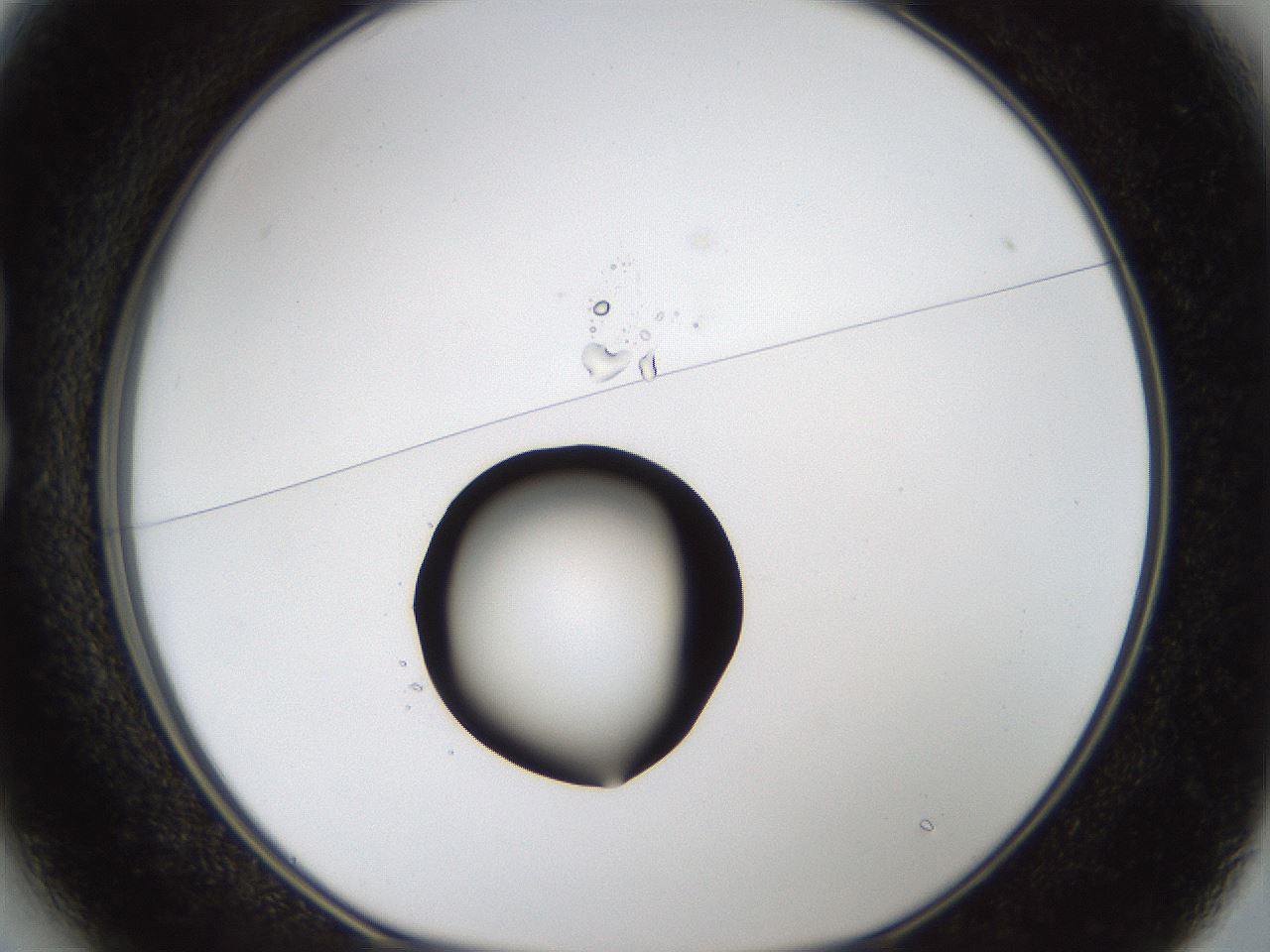 folderID37_plateID1037_batchID2104_wellNum13_profileID1_d1_r45984_ef.jpg