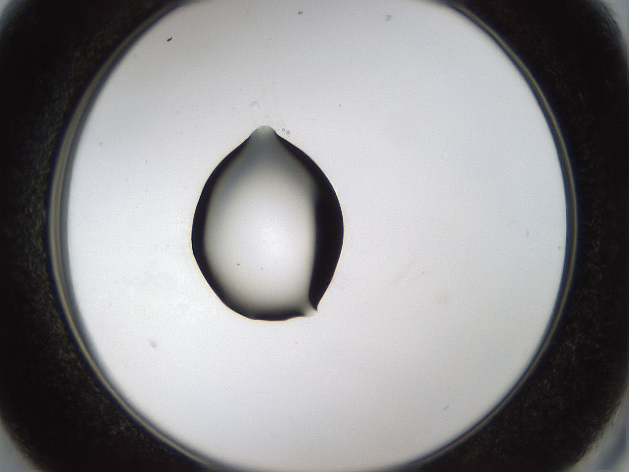 folderID37_plateID1037_batchID2104_wellNum13_profileID1_d2_r45985_ef.jpg
