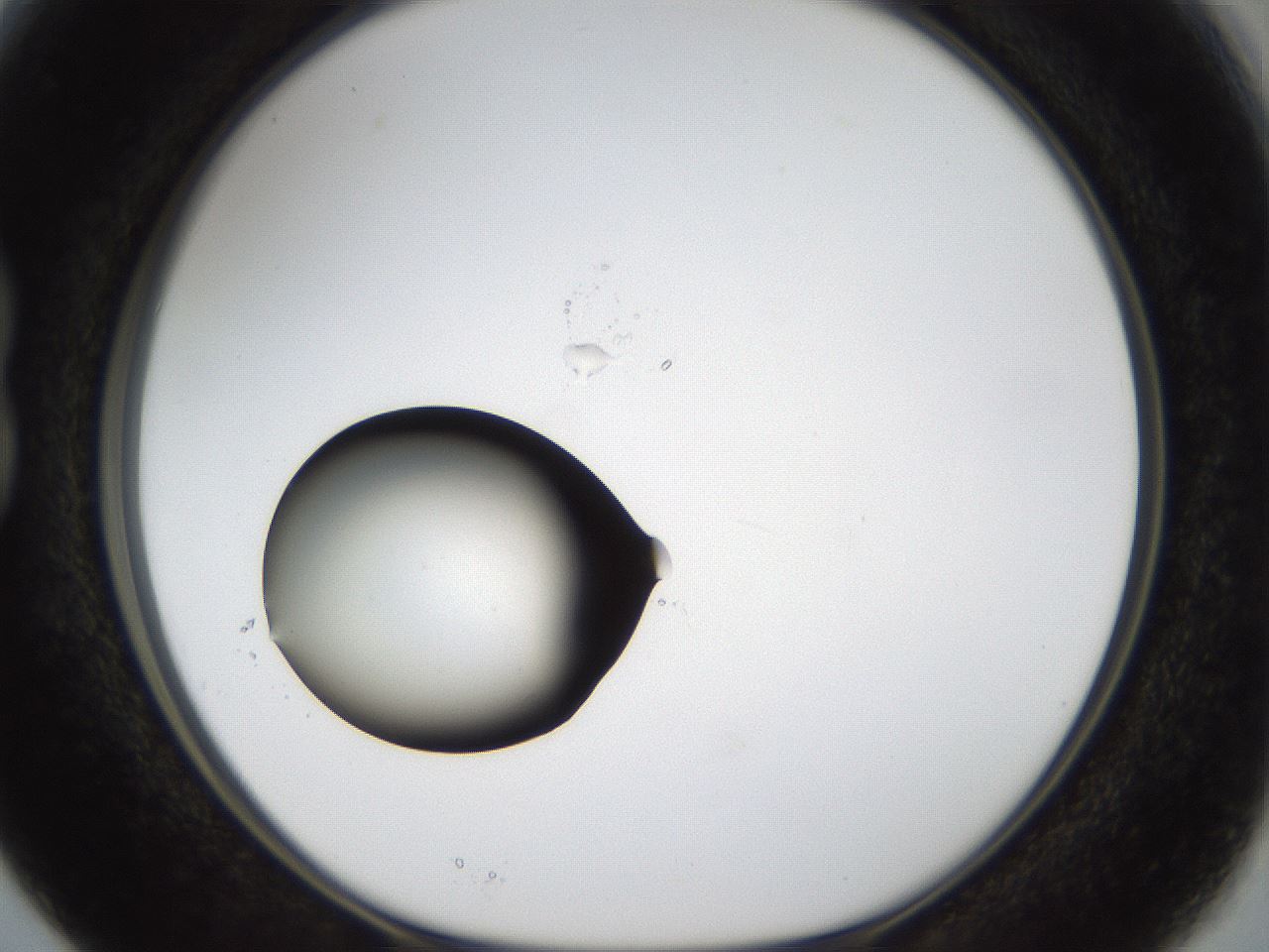 folderID37_plateID1037_batchID2104_wellNum15_profileID1_d1_r45988_ef.jpg