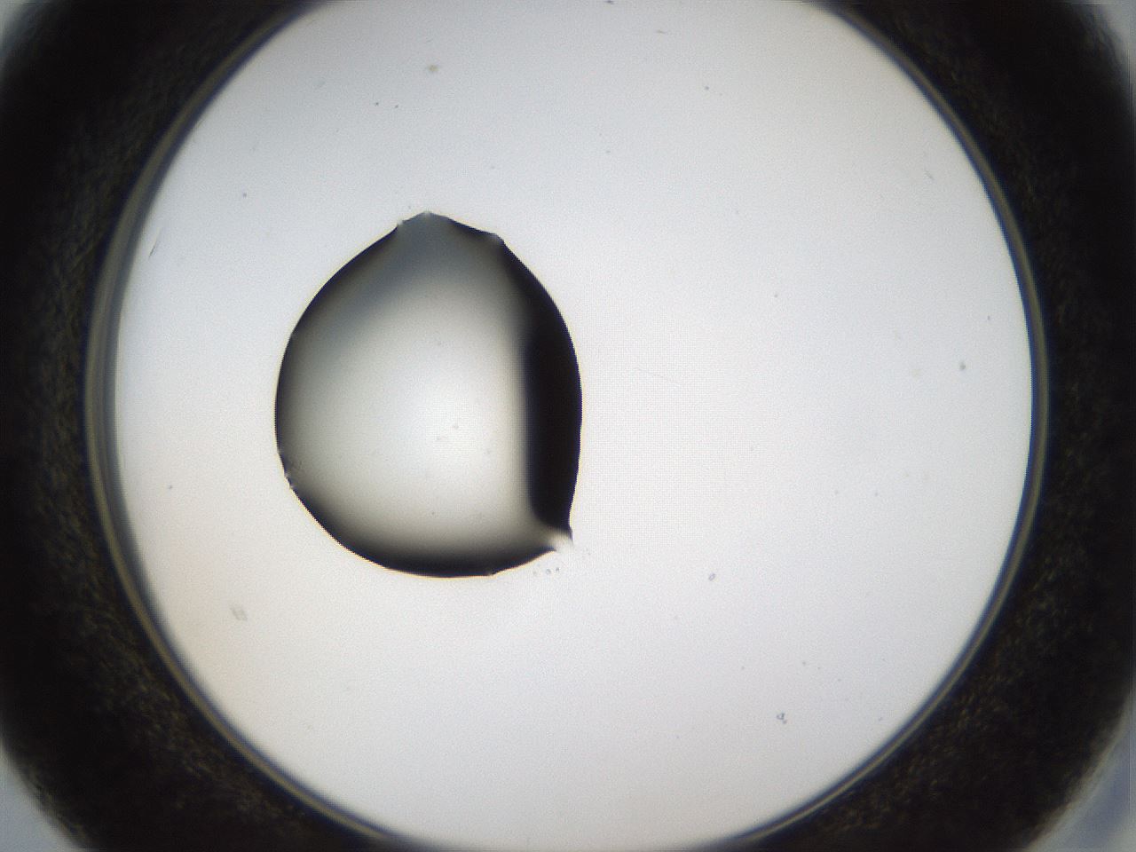 folderID37_plateID1037_batchID2104_wellNum15_profileID1_d2_r45989_ef.jpg