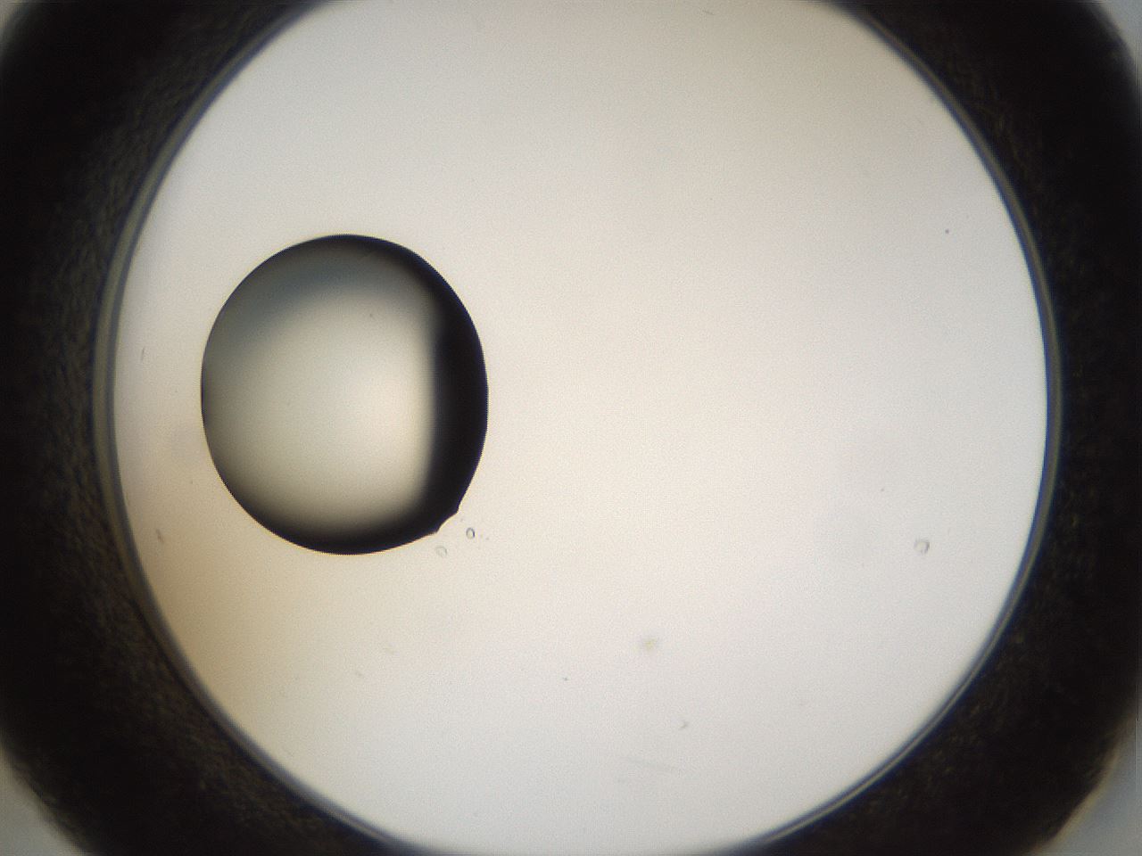 folderID37_plateID1037_batchID2104_wellNum21_profileID1_d2_r46001_ef.jpg