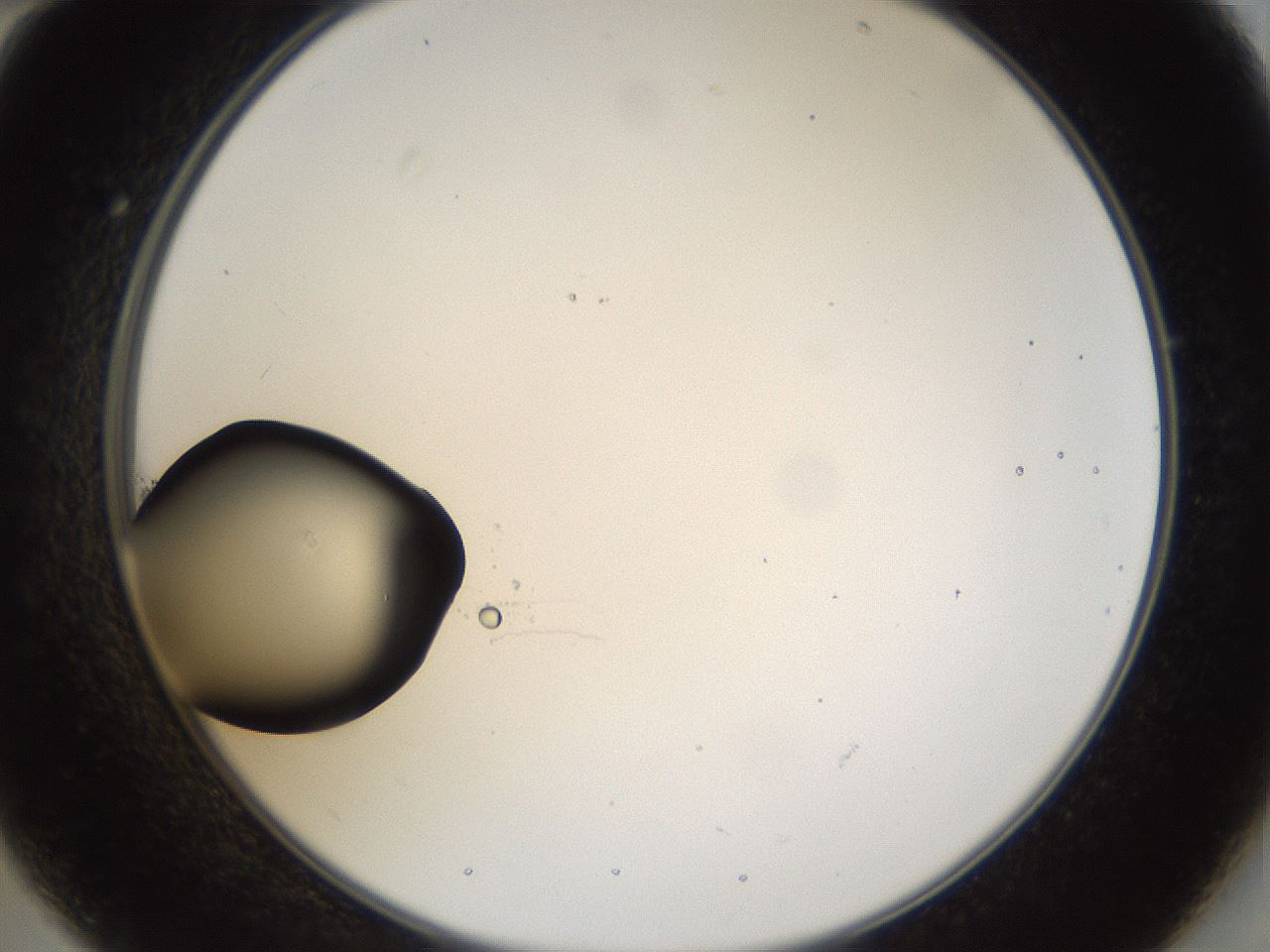folderID37_plateID1037_batchID2104_wellNum22_profileID1_d2_r46003_ef.jpg