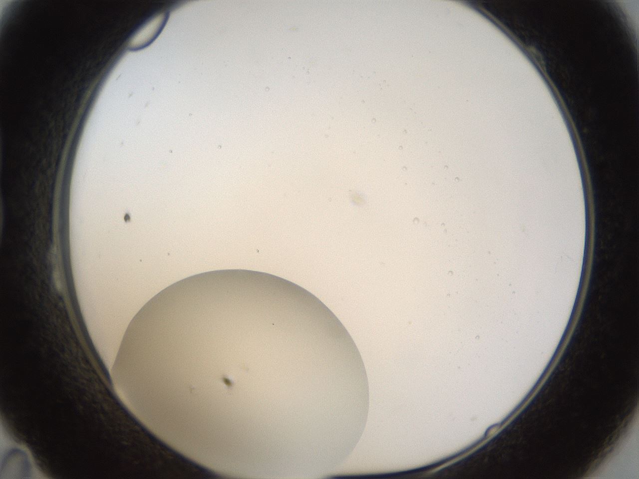 folderID37_plateID1037_batchID2104_wellNum23_profileID1_d1_r46004_ef.jpg