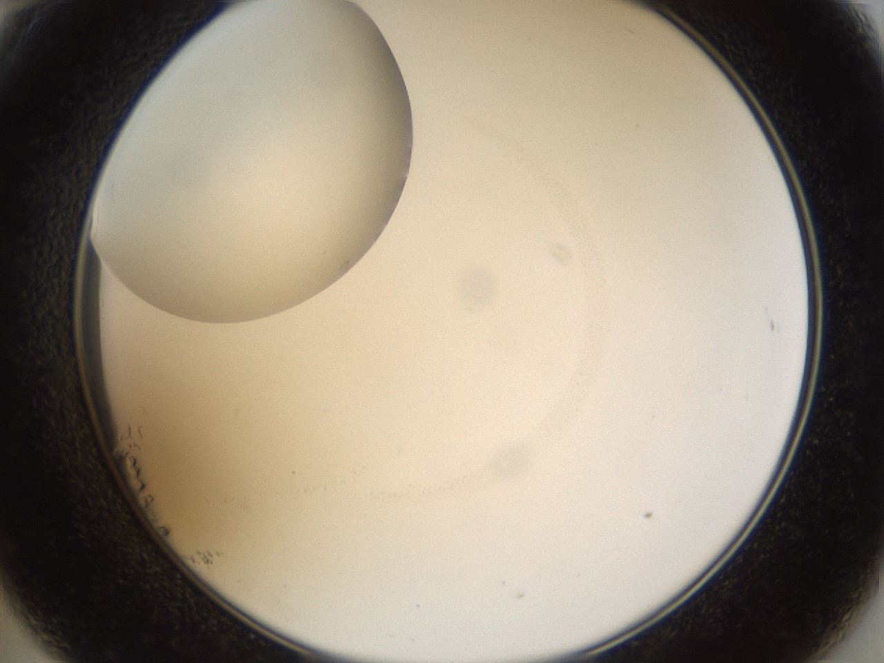 folderID37_plateID1037_batchID2104_wellNum23_profileID1_d2_r46005_ef.jpg