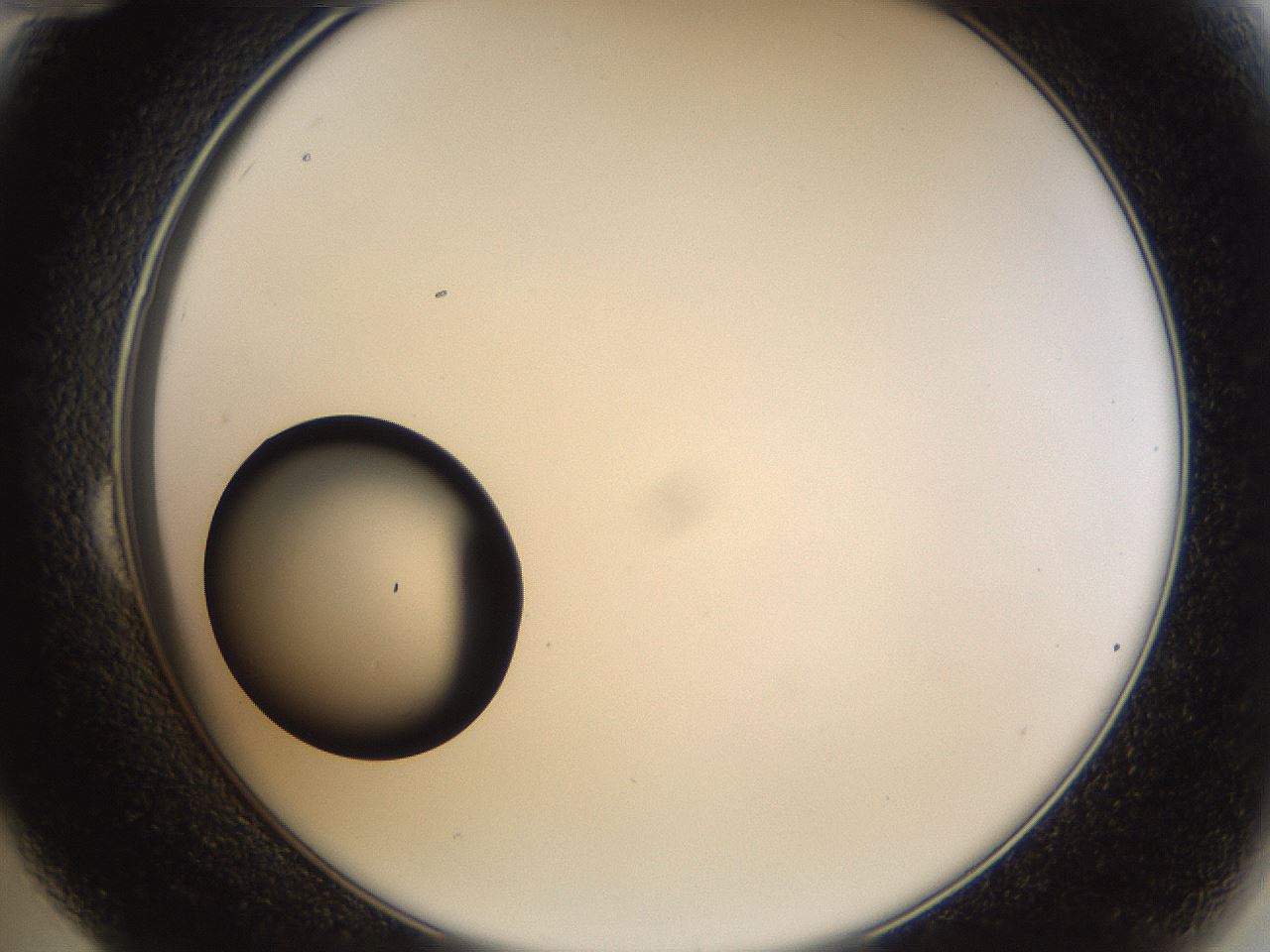 folderID37_plateID1037_batchID2104_wellNum24_profileID1_d2_r46007_ef.jpg