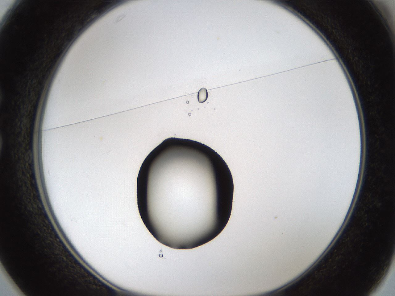 folderID37_plateID1037_batchID2104_wellNum25_profileID1_d1_r46008_ef.jpg