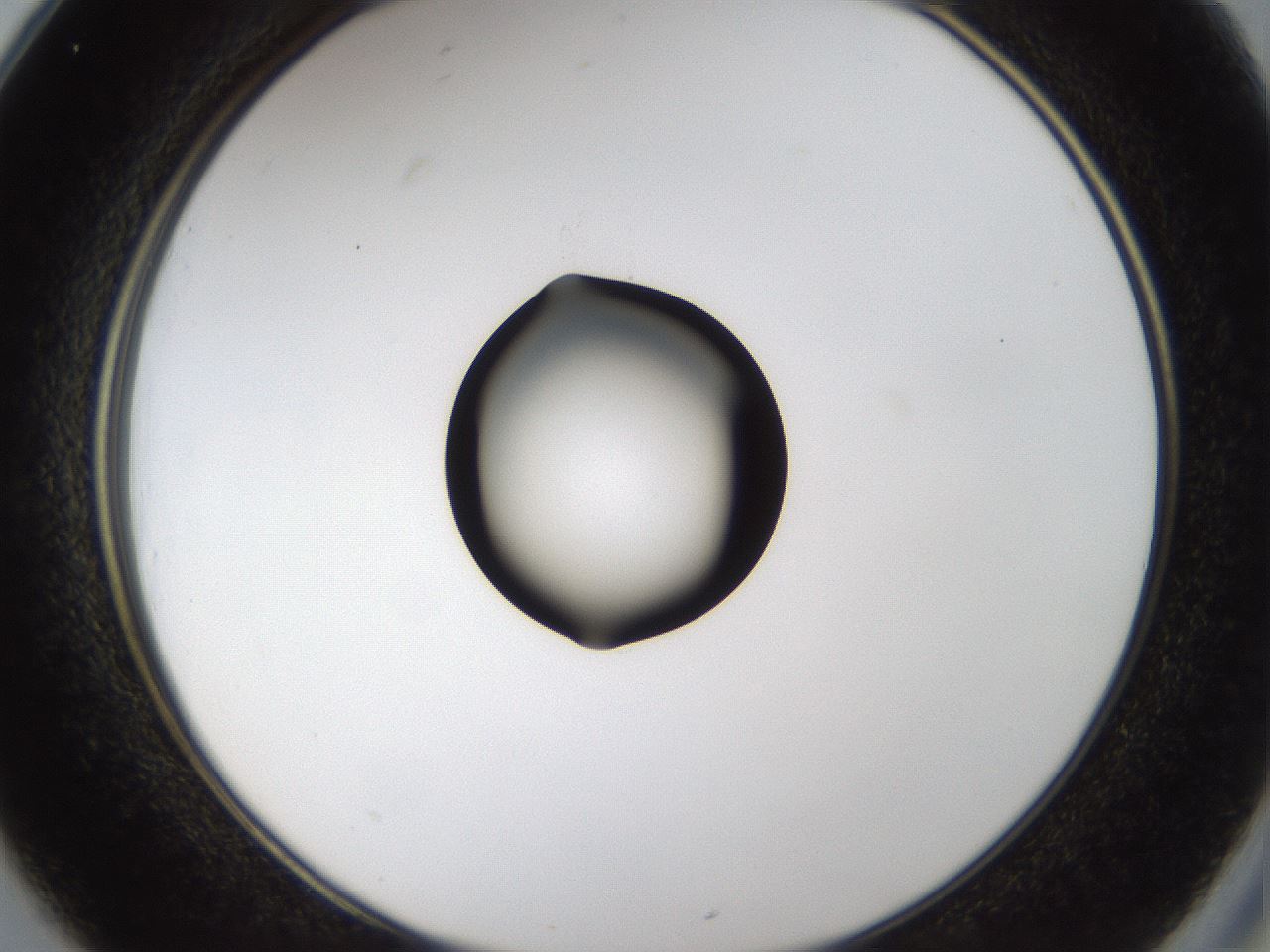 folderID37_plateID1037_batchID2104_wellNum25_profileID1_d2_r46009_ef.jpg