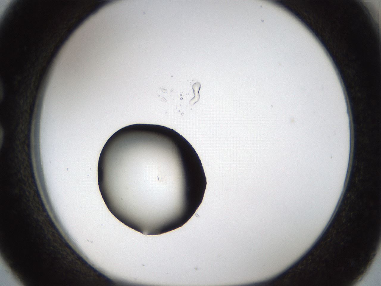folderID37_plateID1037_batchID2104_wellNum26_profileID1_d1_r46010_ef.jpg
