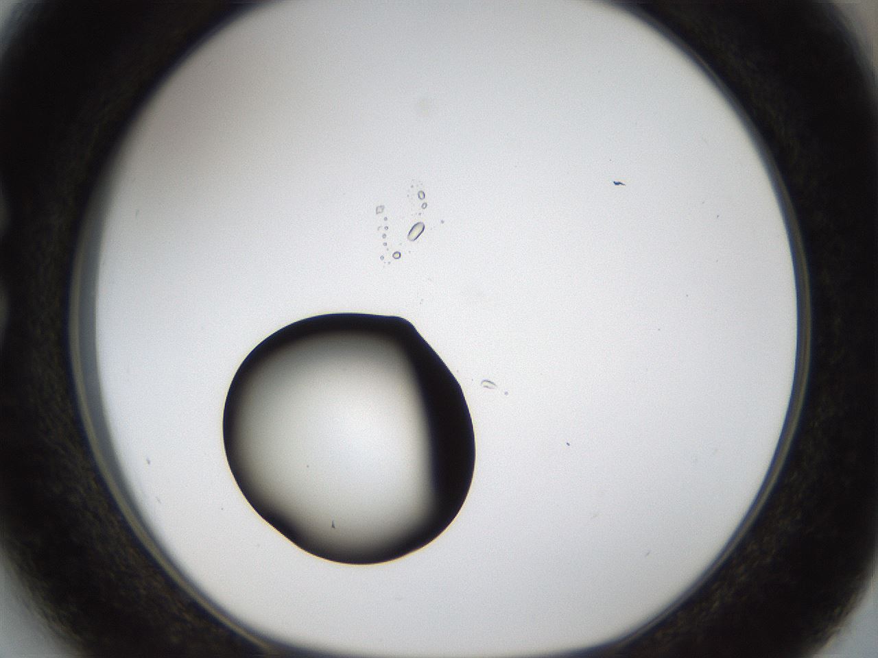 folderID37_plateID1037_batchID2104_wellNum27_profileID1_d1_r46012_ef.jpg