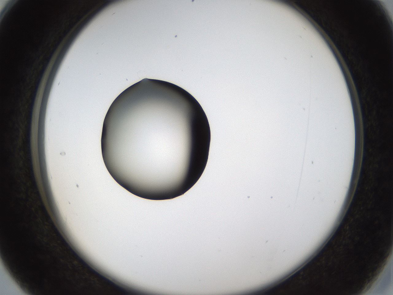 folderID37_plateID1037_batchID2104_wellNum28_profileID1_d2_r46015_ef.jpg