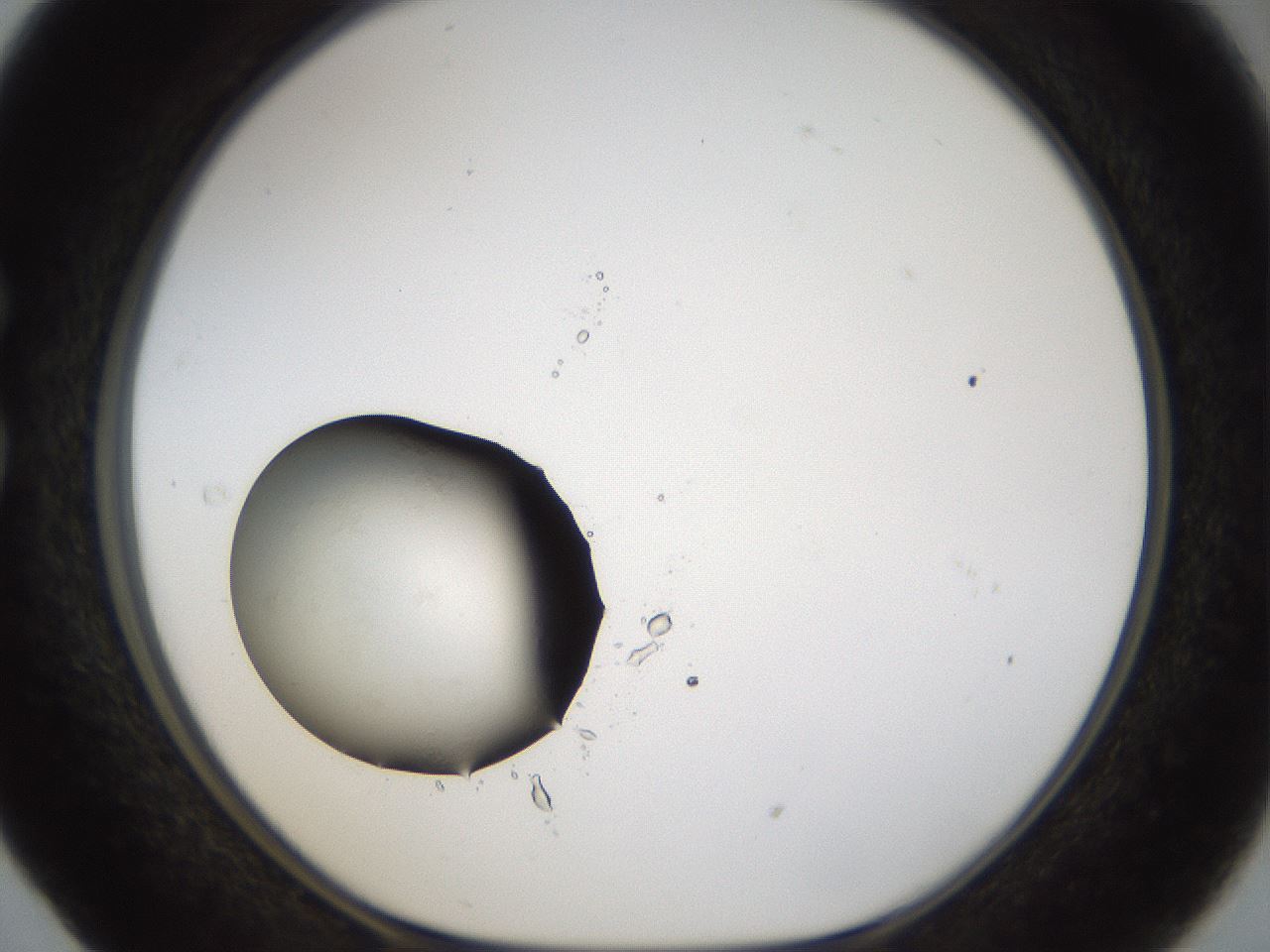 folderID37_plateID1037_batchID2104_wellNum29_profileID1_d1_r46016_ef.jpg