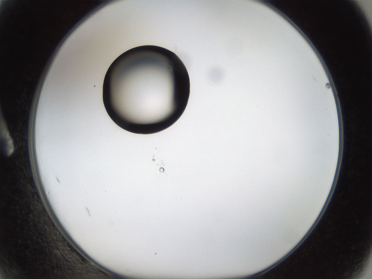 folderID37_plateID1037_batchID2104_wellNum2_profileID1_d1_r45962_ef.jpg