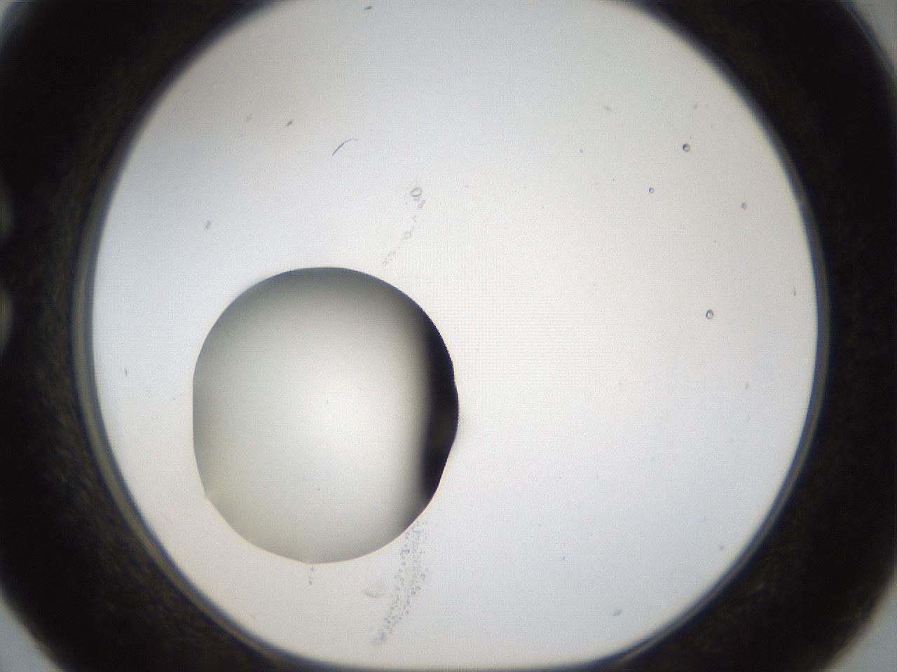 folderID37_plateID1037_batchID2104_wellNum30_profileID1_d1_r46018_ef.jpg