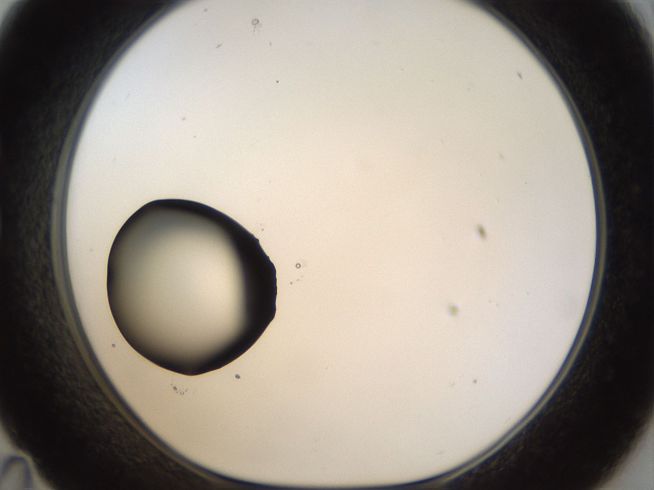 folderID37_plateID1037_batchID2104_wellNum35_profileID1_d1_r46028_ef.jpg