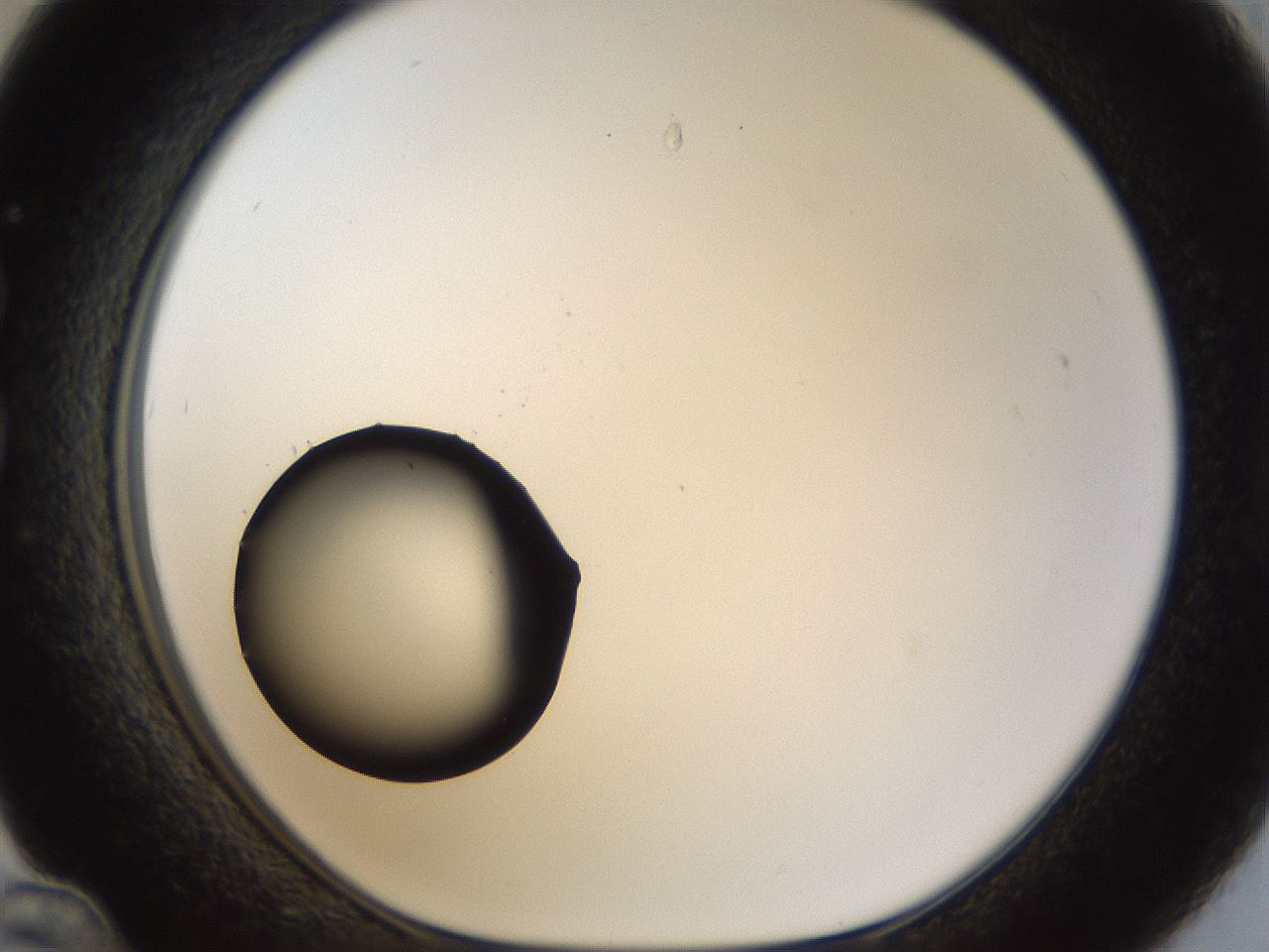 folderID37_plateID1037_batchID2104_wellNum36_profileID1_d1_r46030_ef.jpg