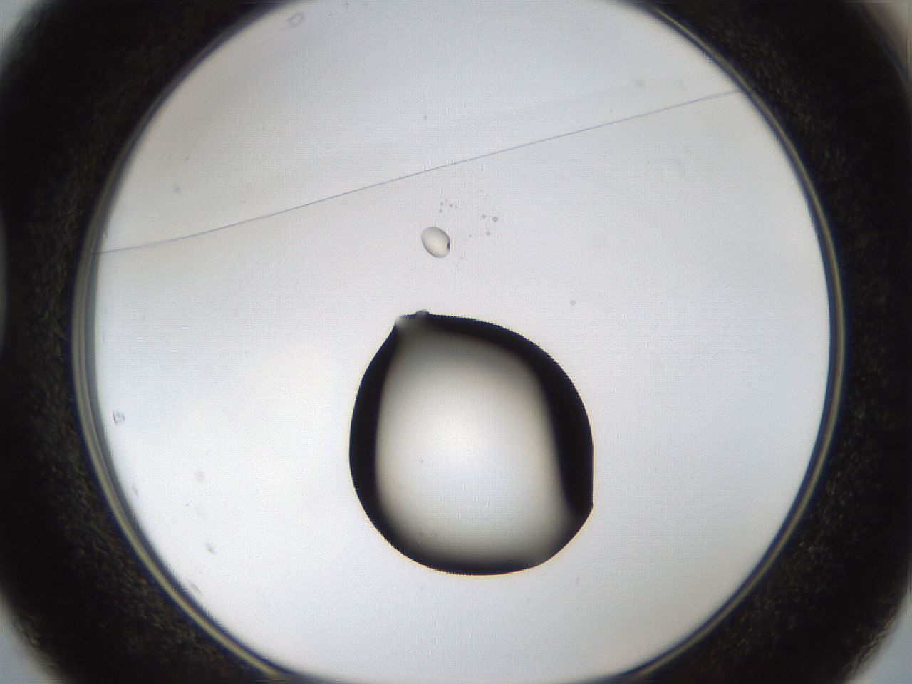 folderID37_plateID1037_batchID2104_wellNum37_profileID1_d1_r46032_ef.jpg