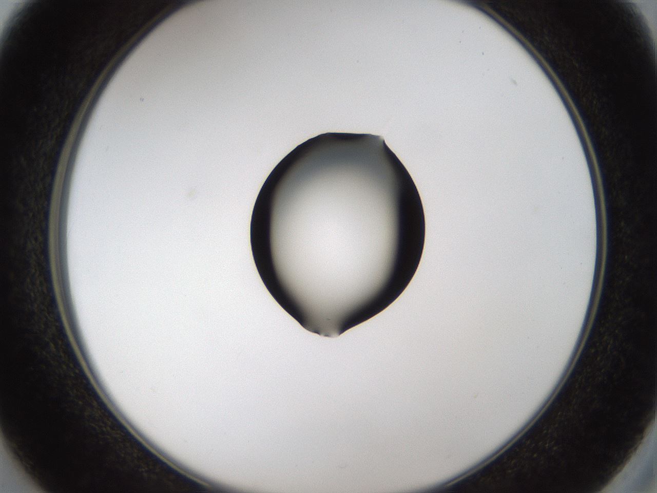 folderID37_plateID1037_batchID2104_wellNum37_profileID1_d2_r46033_ef.jpg