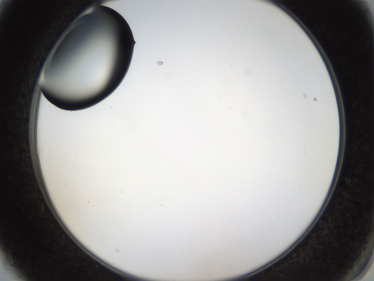 folderID37_plateID1037_batchID2104_wellNum3_profileID1_d2_r45965_ef.jpg