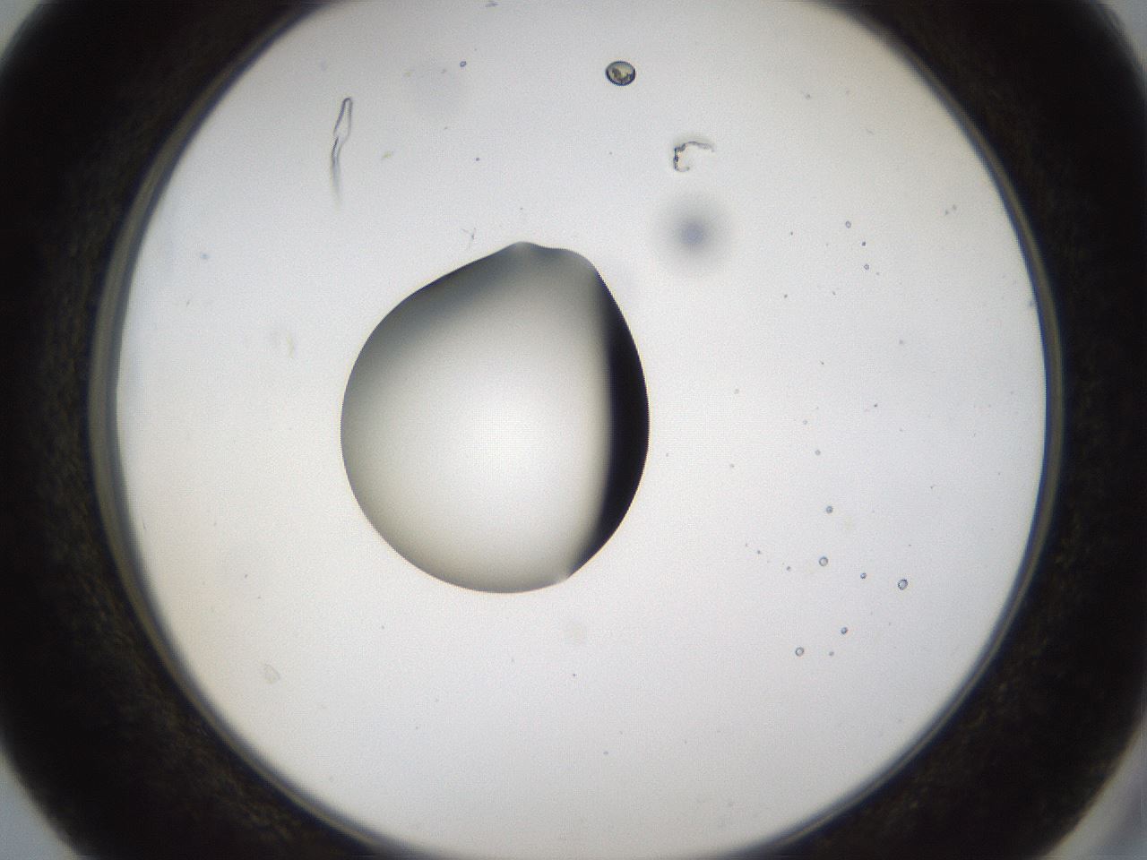 folderID37_plateID1037_batchID2104_wellNum40_profileID1_d2_r46039_ef.jpg