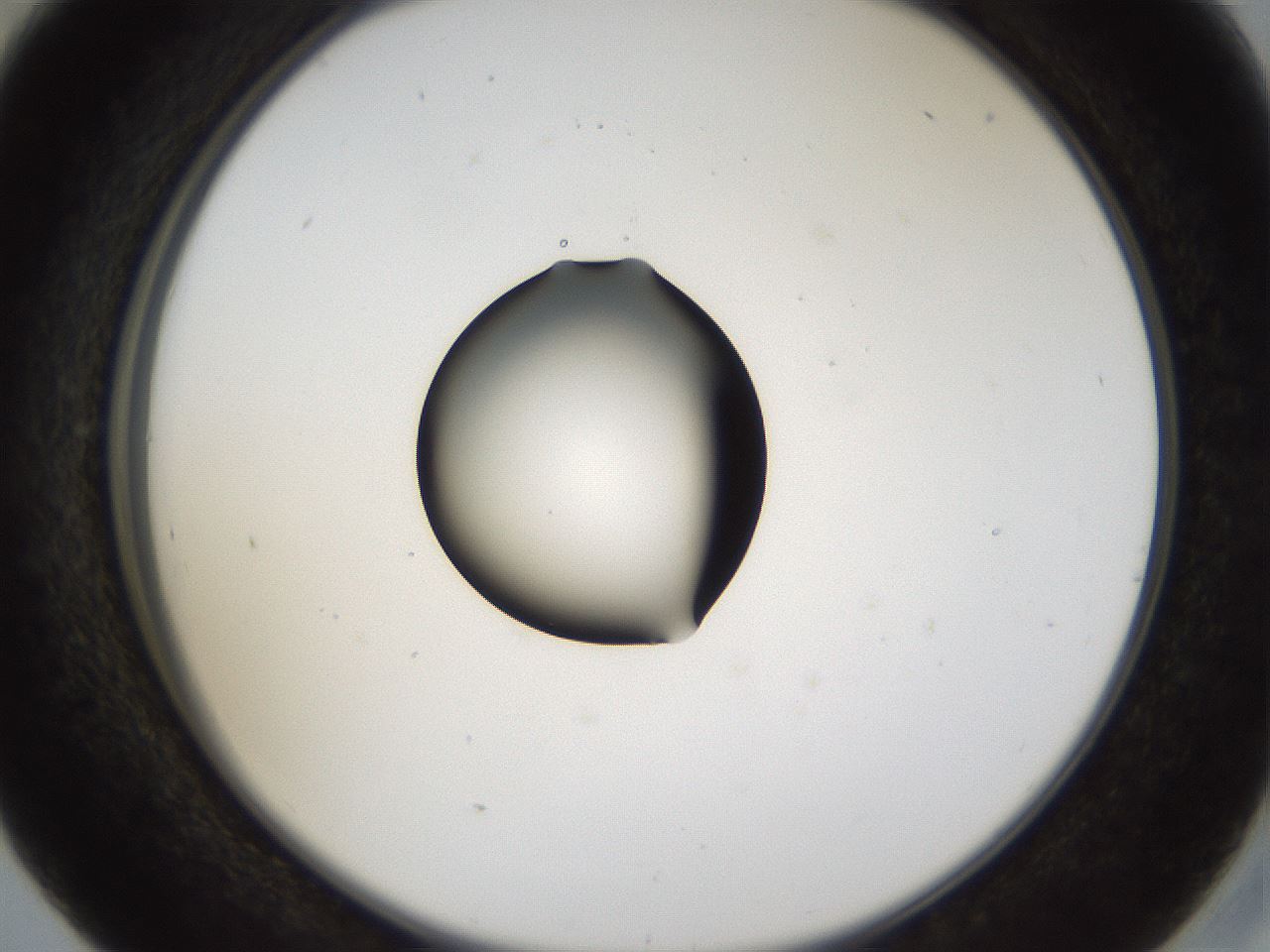 folderID37_plateID1037_batchID2104_wellNum41_profileID1_d2_r46041_ef.jpg
