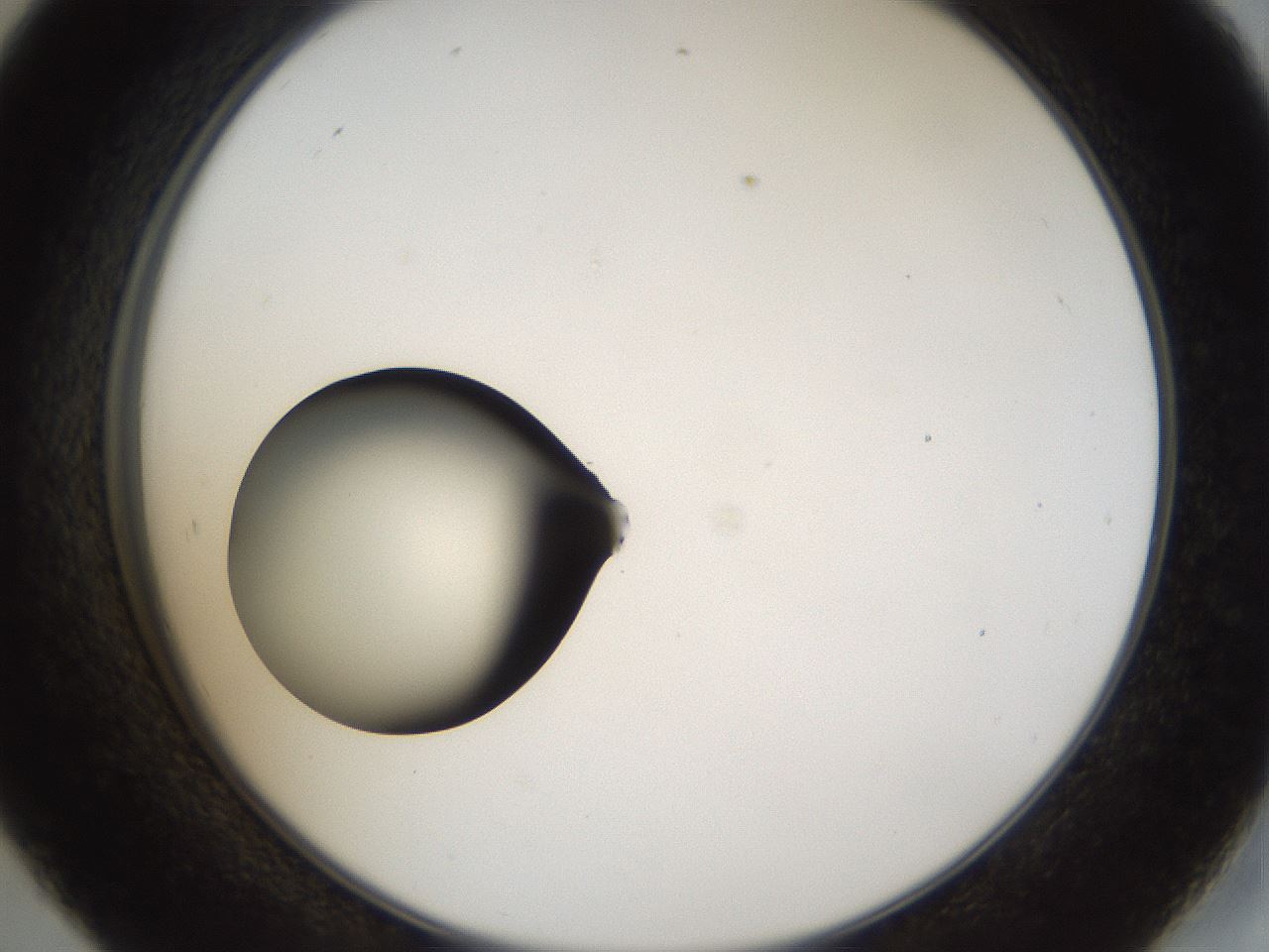folderID37_plateID1037_batchID2104_wellNum45_profileID1_d2_r46049_ef.jpg