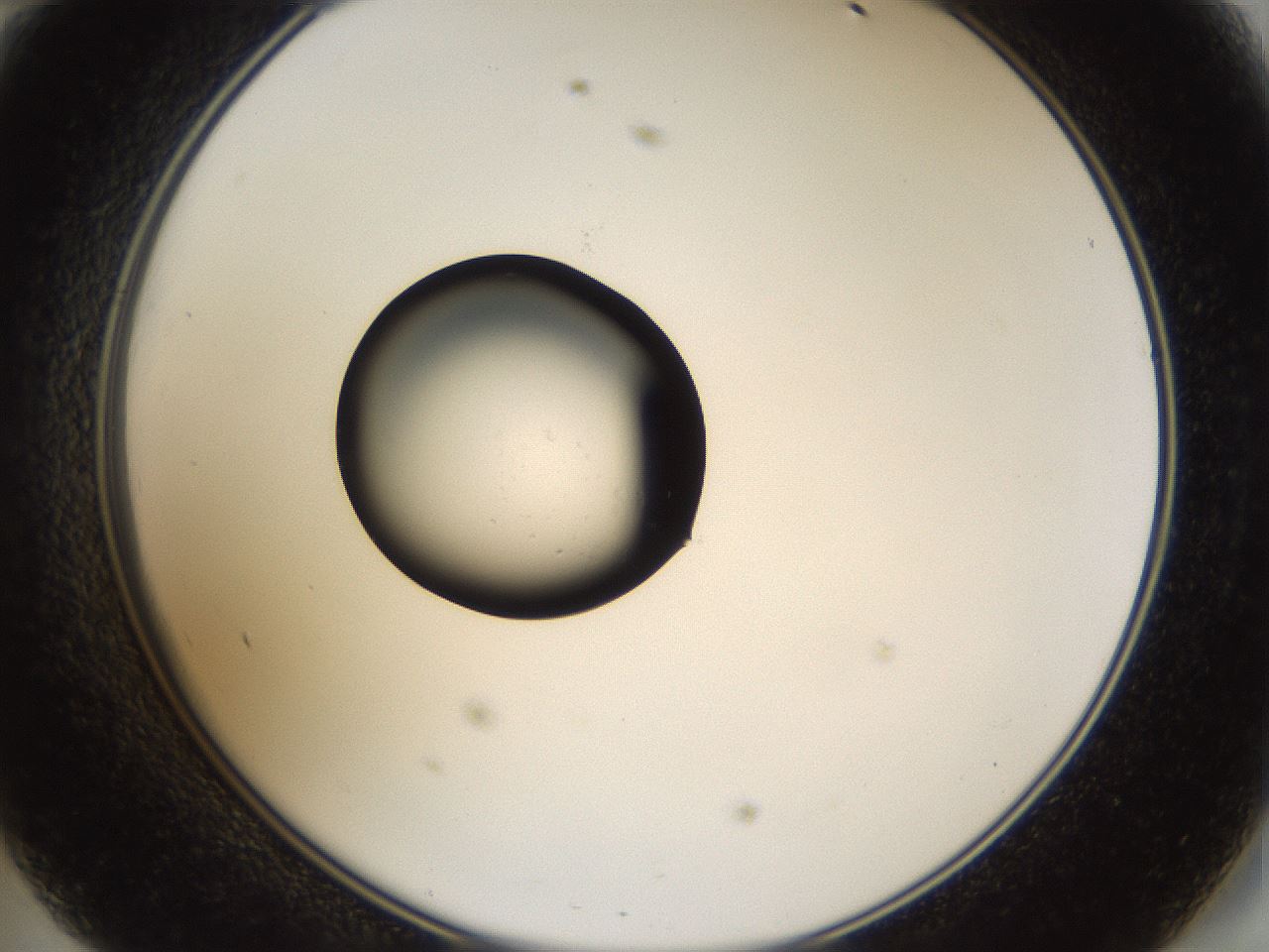 folderID37_plateID1037_batchID2104_wellNum47_profileID1_d2_r46053_ef.jpg