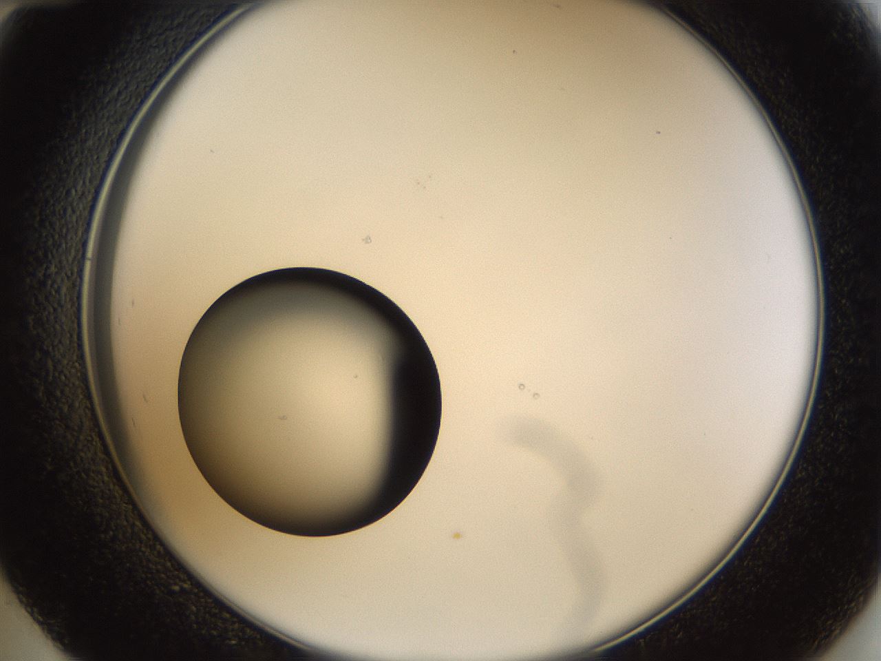 folderID37_plateID1037_batchID2104_wellNum48_profileID1_d2_r46055_ef.jpg