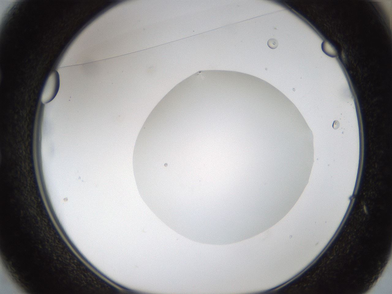 folderID37_plateID1037_batchID2104_wellNum49_profileID1_d1_r46056_ef.jpg