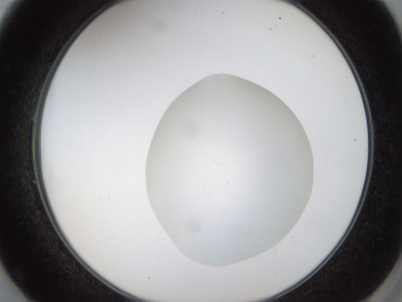folderID37_plateID1037_batchID2104_wellNum49_profileID1_d2_r46057_ef.jpg