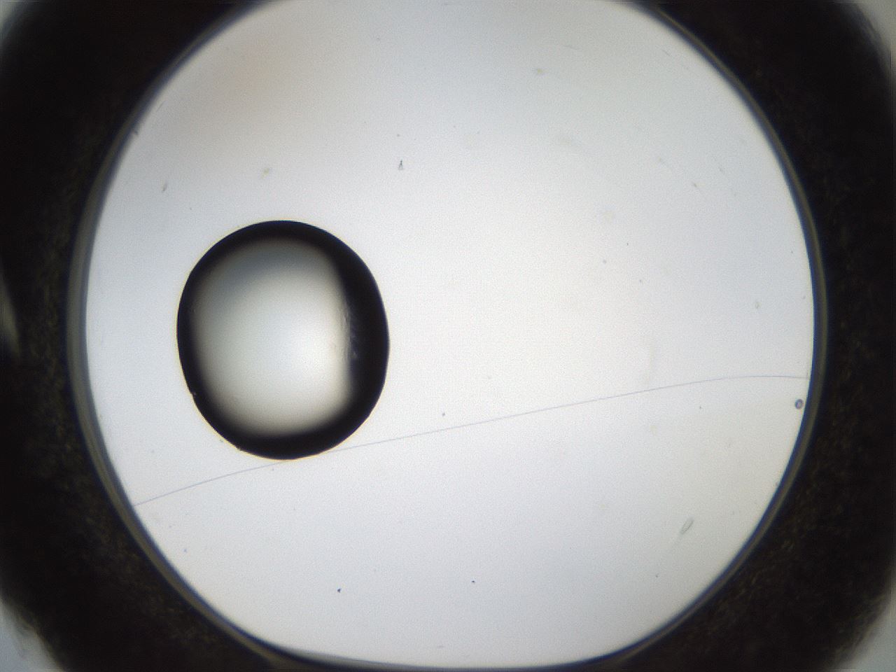 folderID37_plateID1037_batchID2104_wellNum4_profileID1_d1_r45966_ef.jpg